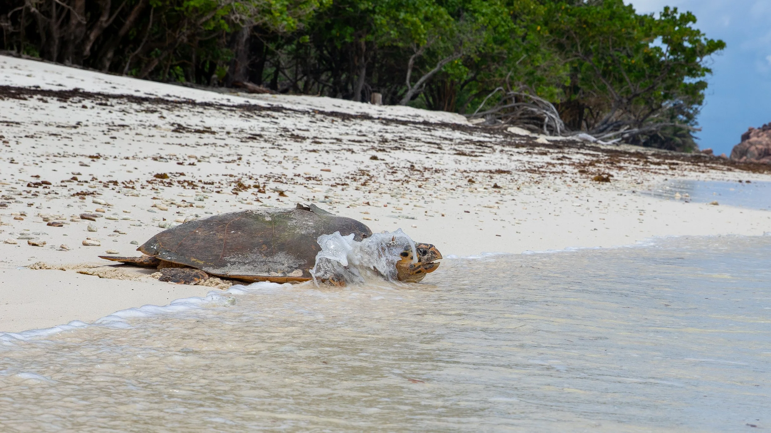 Seepferdchen auf einem Sandstrand, das Wasser umarmt es leicht, im Hintergrund Bäume und Felsen