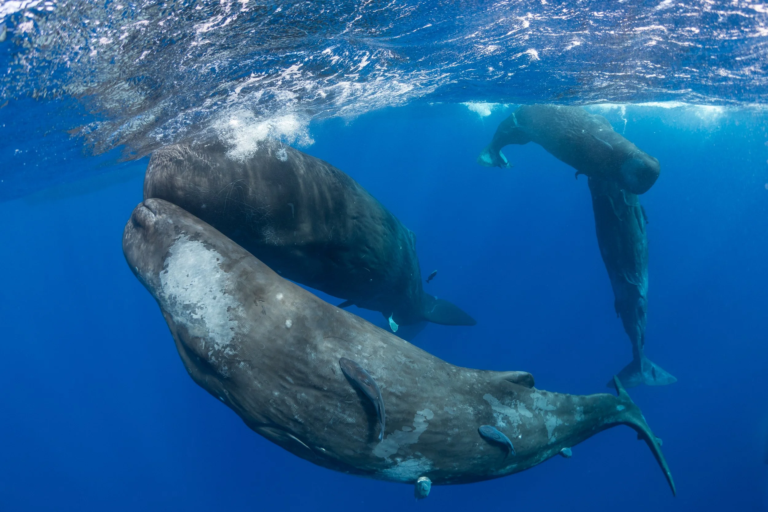 Drei Buckelwale schwimmen im blauen Ozean, darunter ein weiblicher Buckelwal mit Kalb, während Wasser auf die Wasseroberfläche spritzt.