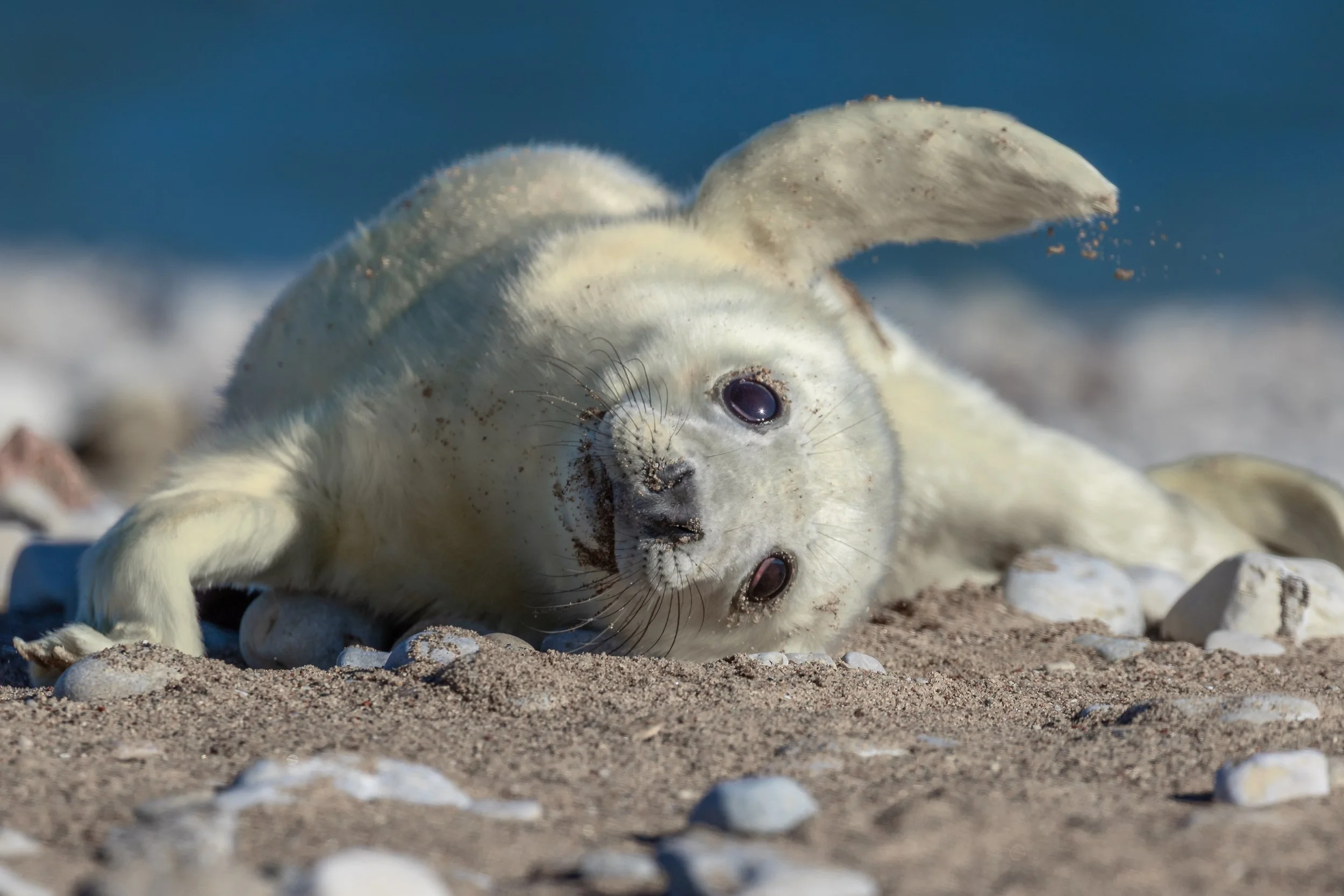 Ein verspieltes baby Seehund liegt auf einem Sandstrand mit kleinen Steinen und spritzt Sand auf, mit dem Meer im Hintergrund.