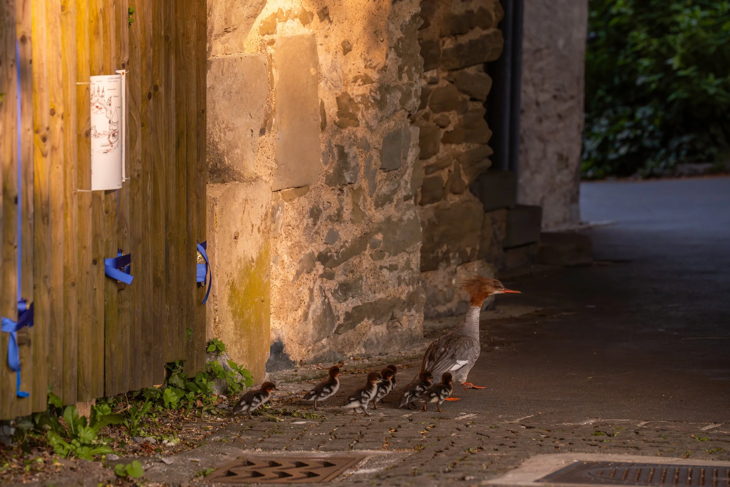 Eine Muttiente mit sechs Küken läuft auf einem Gehweg entlang einer Steinmauer, bei Sonnenuntergang. Im Hintergrund ist ein Garten sichtbar.