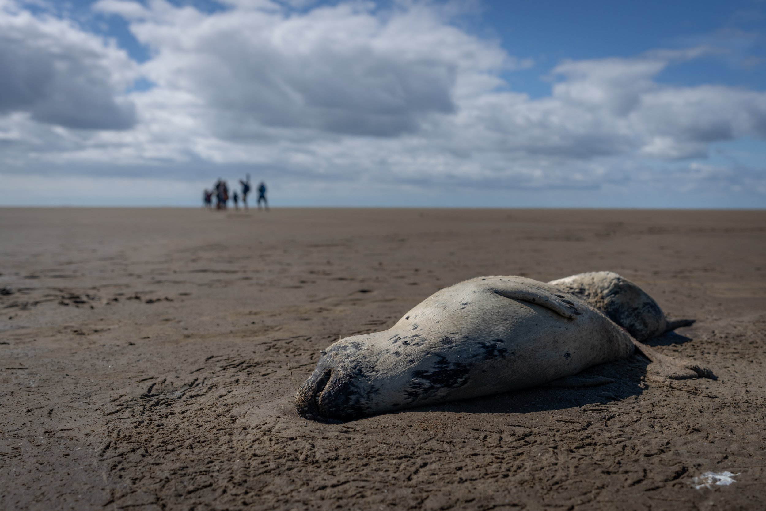 Ein toter Seehund liegt am Strand, im Hintergrund sind vier Menschen auf einem Sandhügel unter einem bewölkten Himmel.