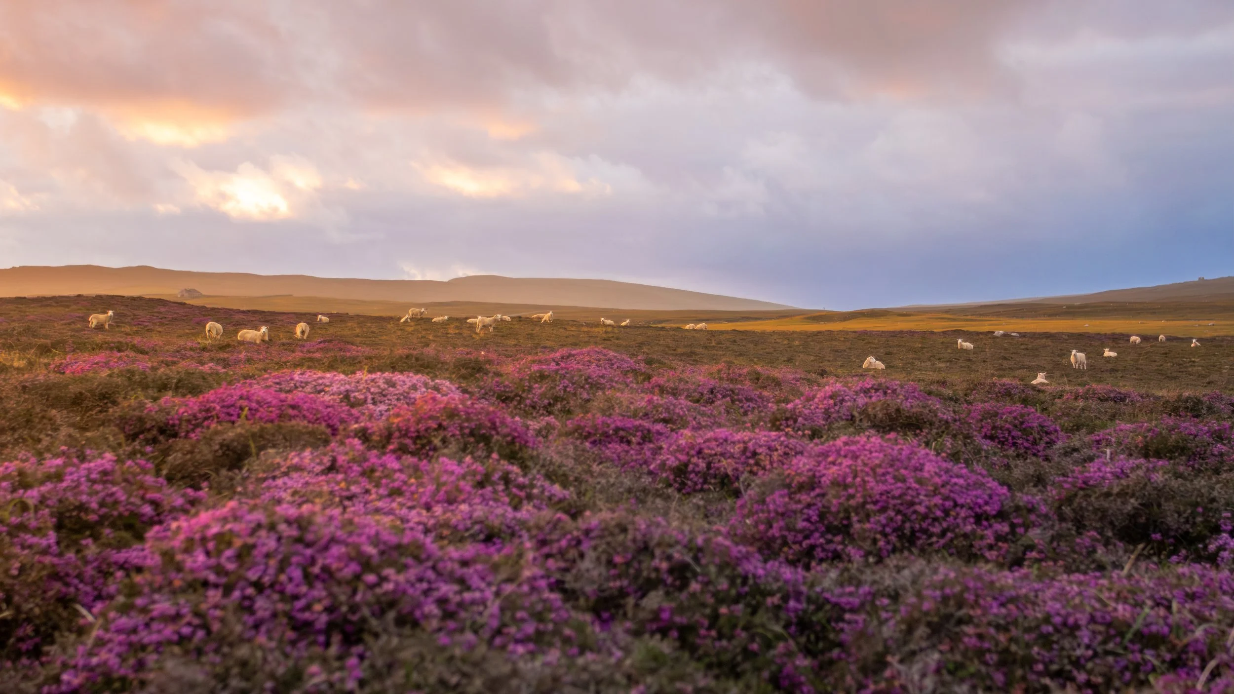 Weide mit pinken Blumen und Schafen im Hintergrund bei Sonnenuntergang.