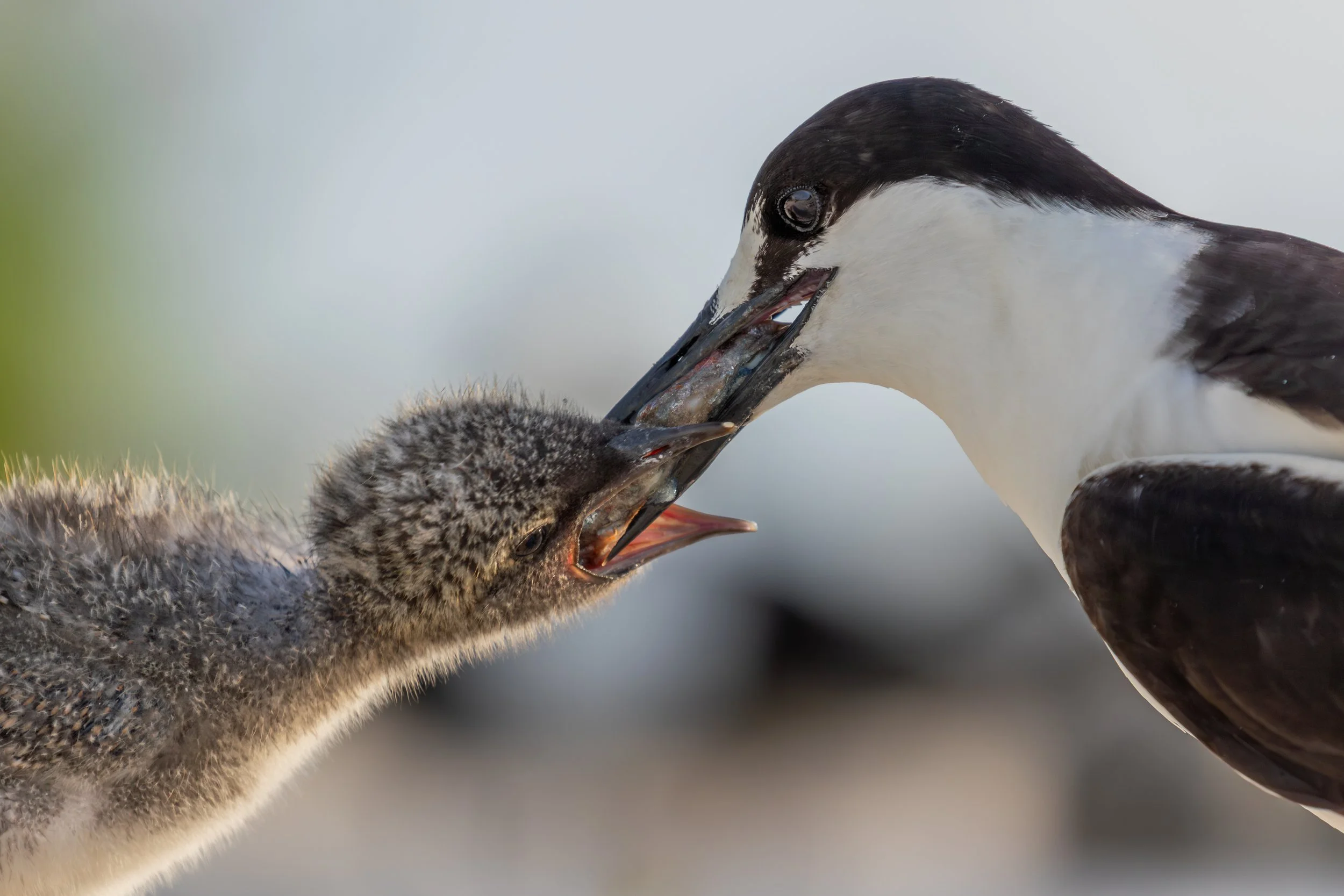 Pinguin füttert Küken mit Fisch im Schnabel.