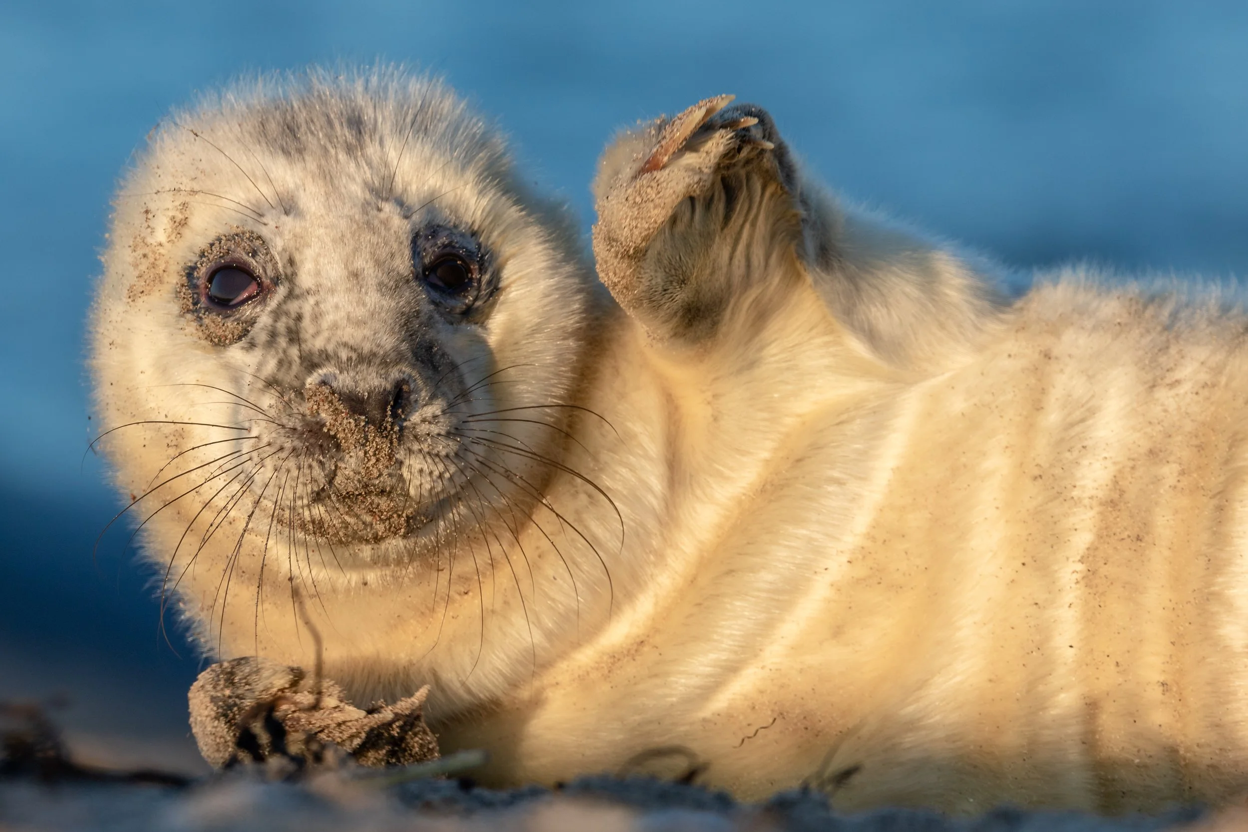 Ein Seehund liegt im Sand, schaut direkt in die Kamera und putzt sich mit der Pfote den Kopf, Sand ist an seinem Gesicht und Körper