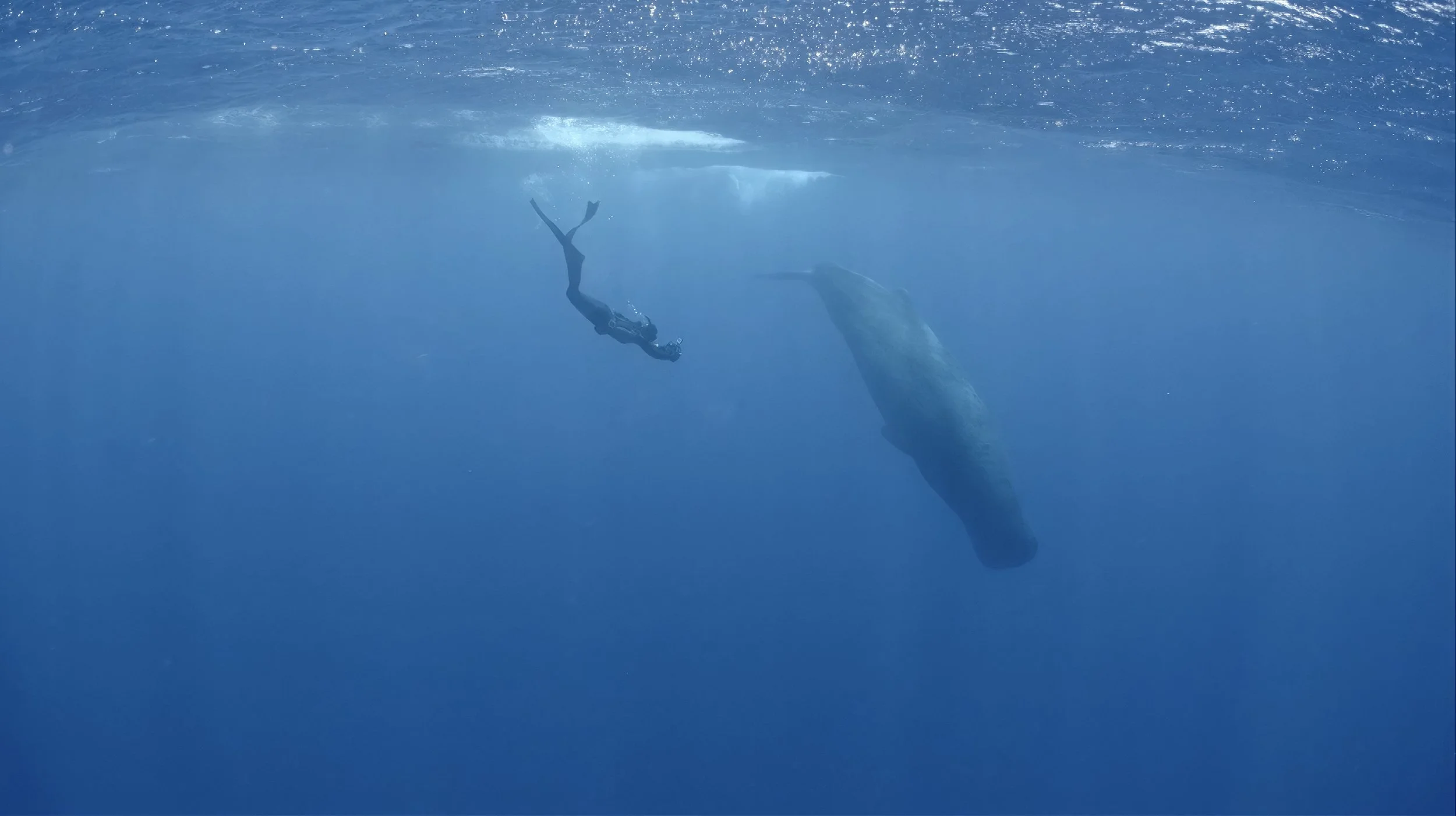 Ein Taucher unter Wasser in der Nähe eines Wals, beide schwimmen im blauen Ozean.