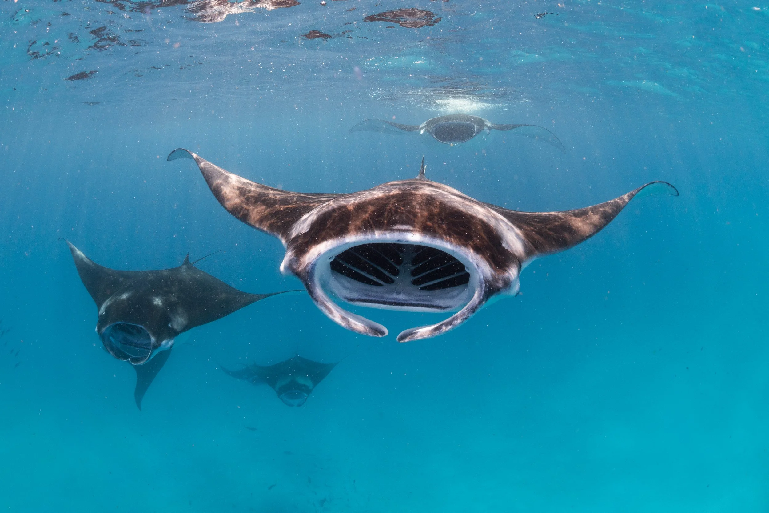 Drei Sägefische schwimmen im blauen Wasser, eines davon ist sehr nah und hat einen offenen Mund mit sichtbaren Kiemenöffnungen, während im Hintergrund eines mit geschlossenem Mund sichtbar ist.