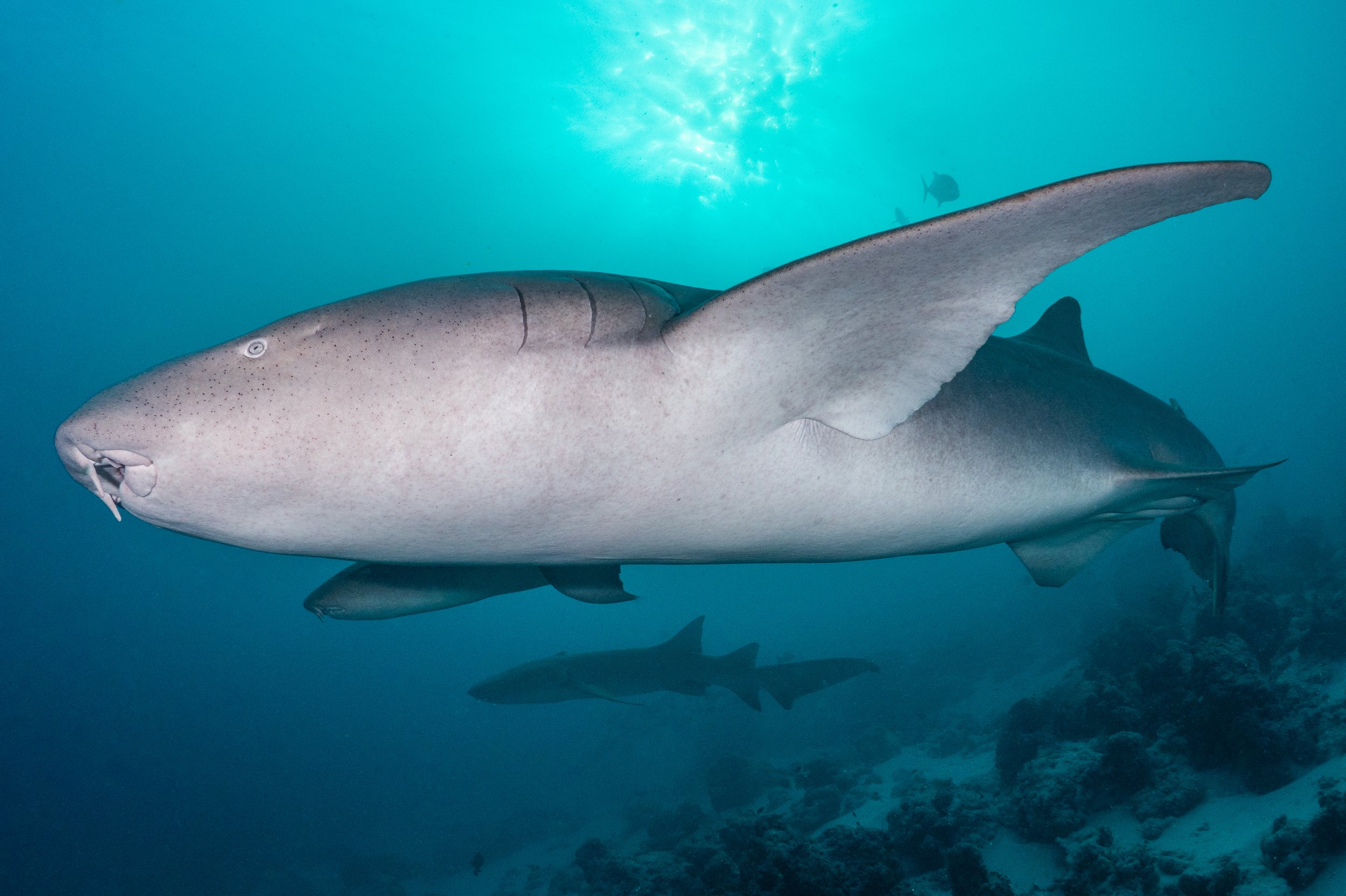 Eine große Rochenart schwimmt im blauen Ozean, mit weiteren Fischen im Hintergrund und Korallen am Meeresboden.