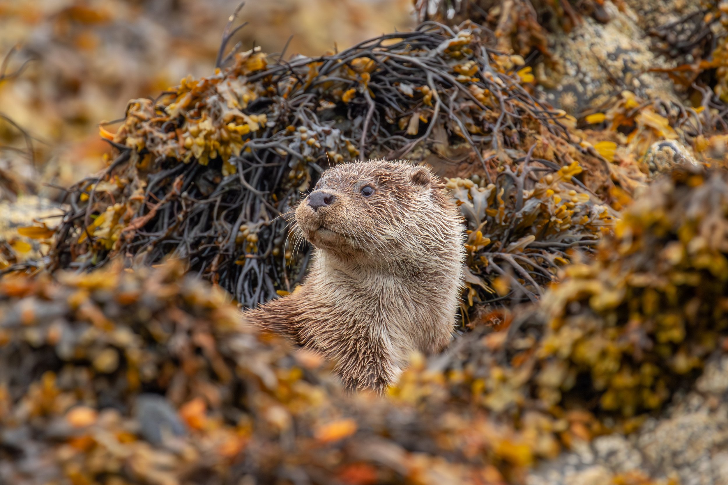 Ein Otter, der aus einer Höhle aus trockenem Seegras und Algen schaut.