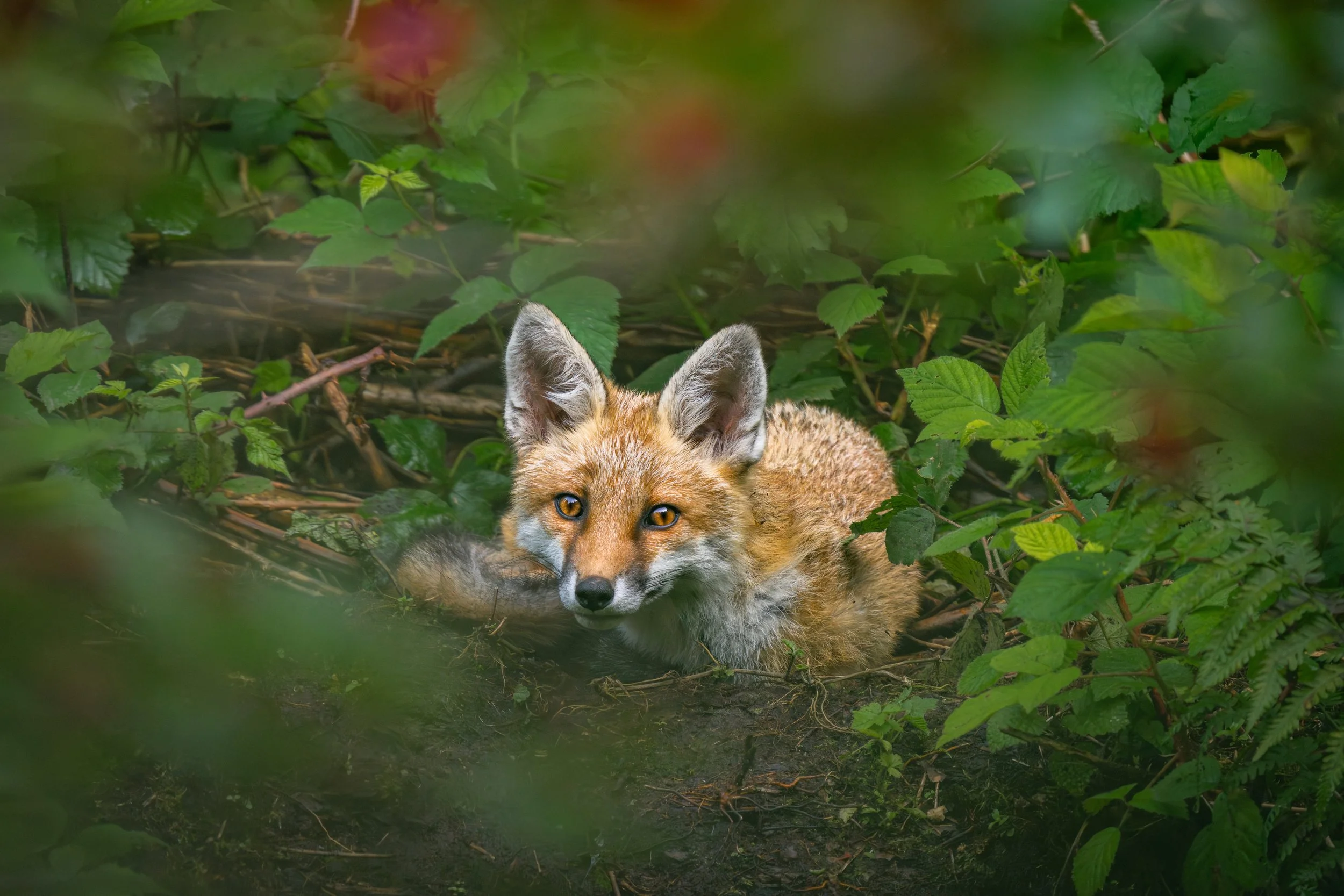Ein Rotfuchs liegt im dichten Grün eines Waldes, umgeben von Blättern und Zweigen, schaut direkt in die Kamera.