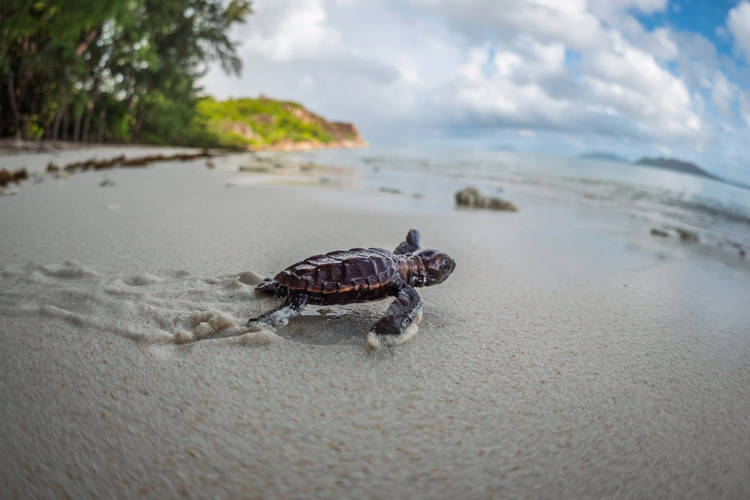 Kleine Schildkröte läuft am Strand entlang, mit Blick auf das Meer und den Himmel im Hintergrund.