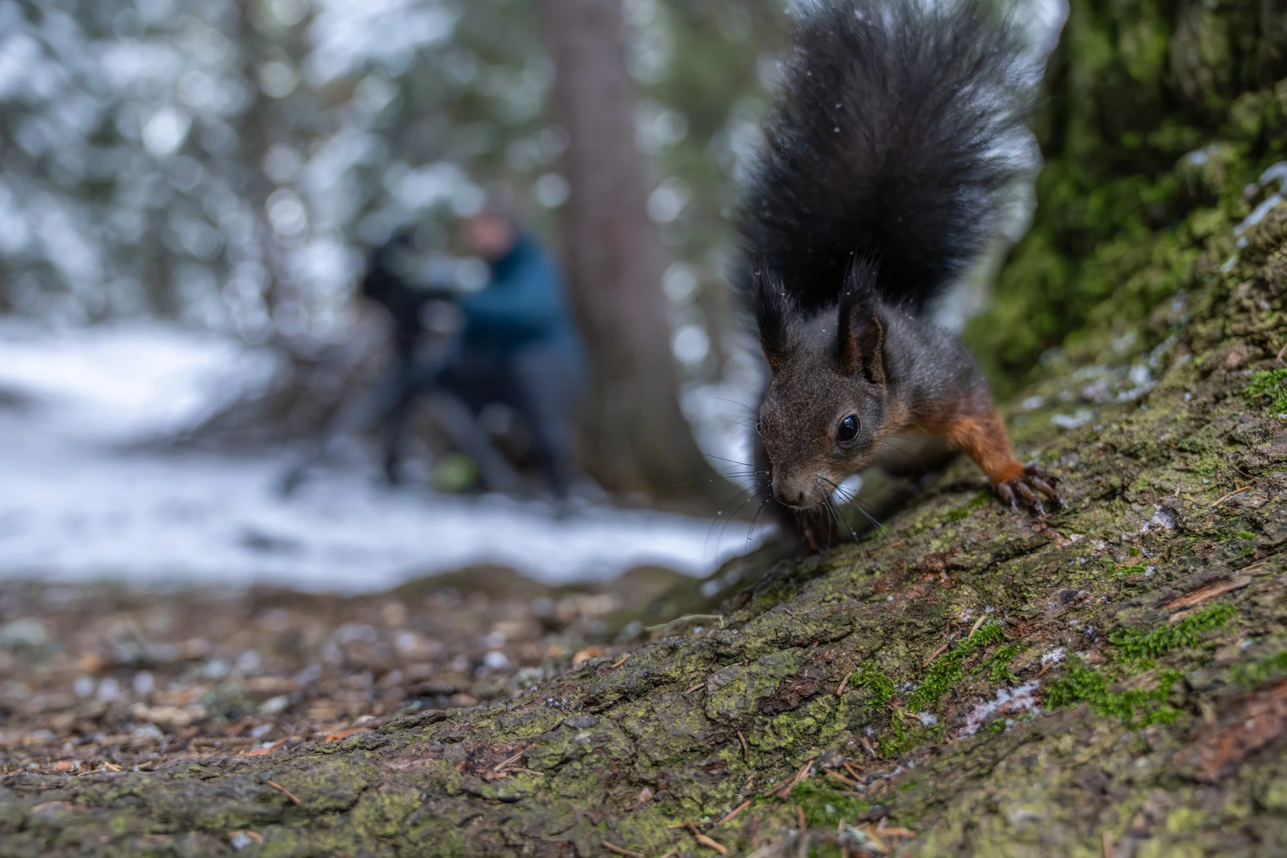 Ein Eichhörnchen auf einem Baumstamm im Wald, im Hintergrund eine Person mit Kamera.