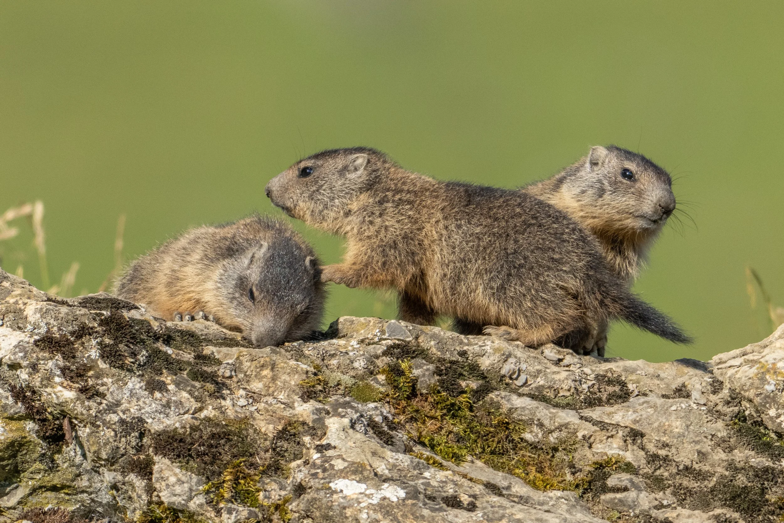 Drei Naturvögel auf einem Baumstamm, einer ruhend, die anderen beiden aktiv miteinander interagierend.