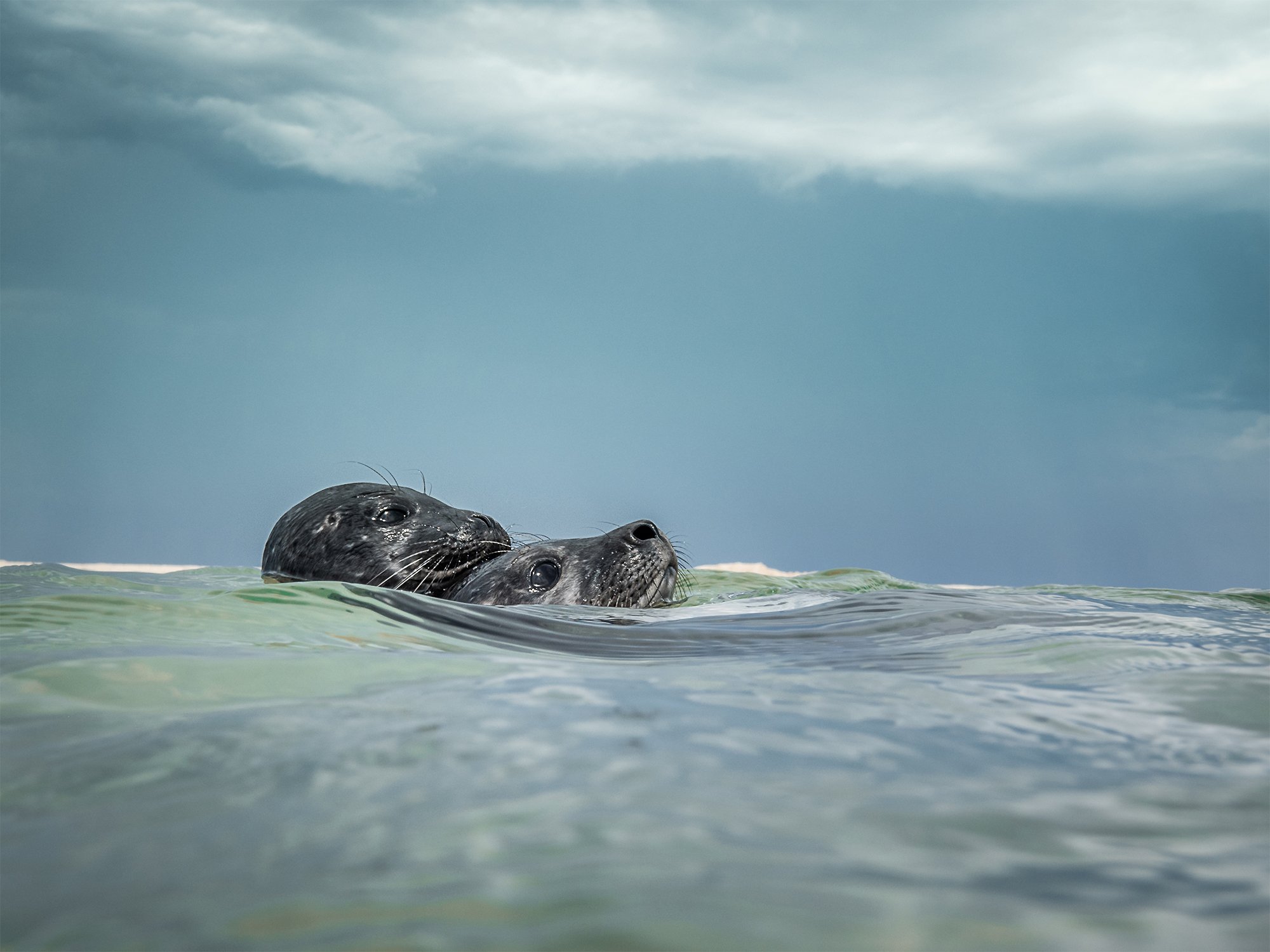 Seals.jpg