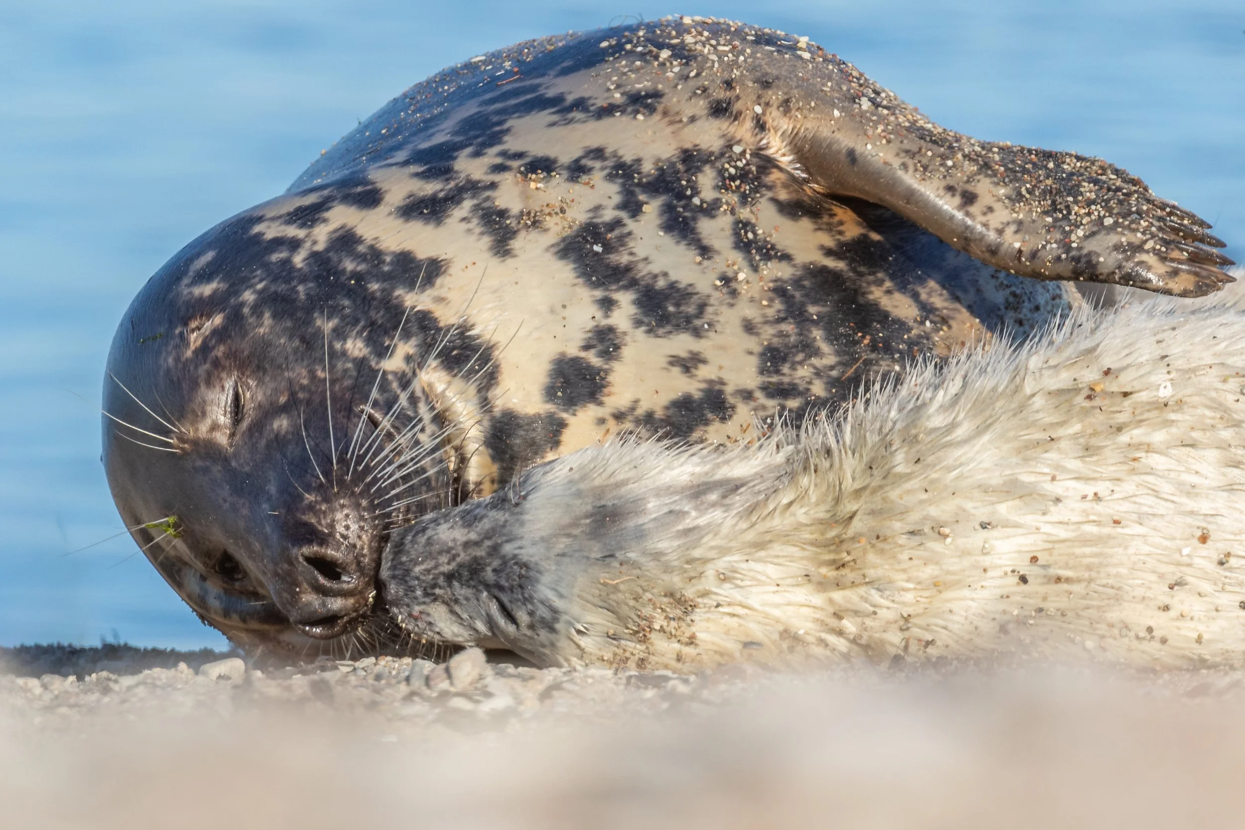 Zwei Robben kuscheln am Strand, eine liegt auf der anderen, beide haben vernarbte, gemusterte Haut. Der Hintergrund ist das blaue Meer.