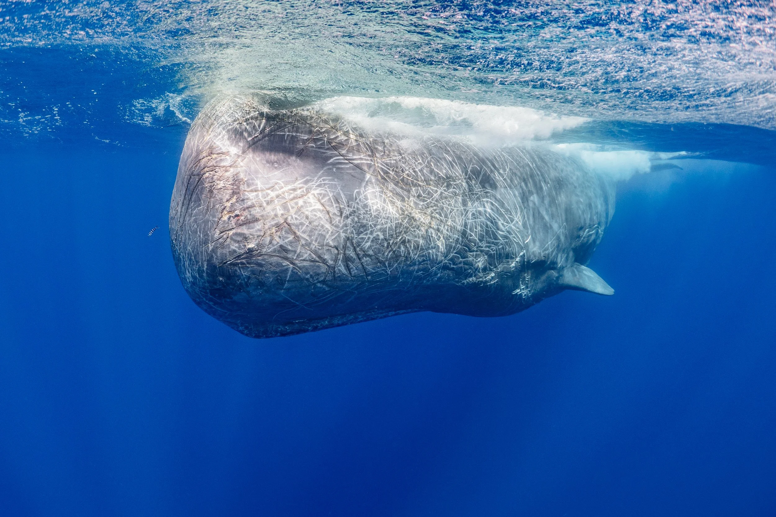 Blaue Wale schwimmen im Meer, Blick unter Wasser, Nahaufnahme des Kopfes eines Wals.