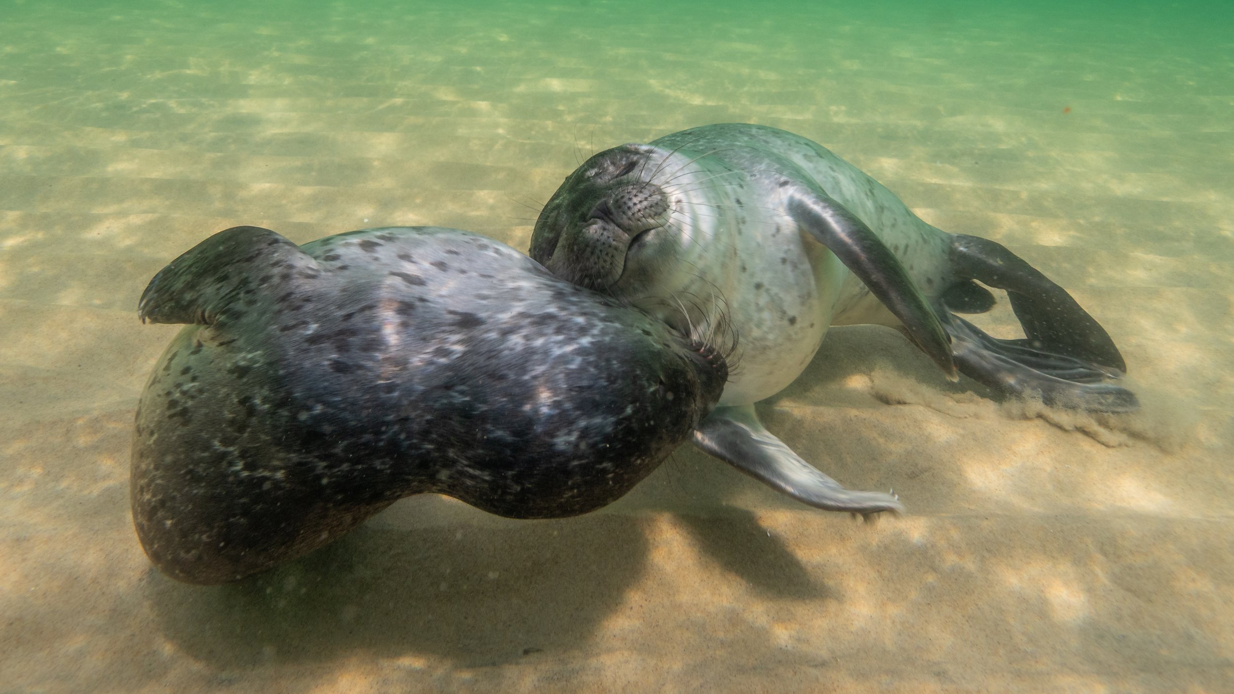 Zwei Robben, die sich im Wasser kuscheln