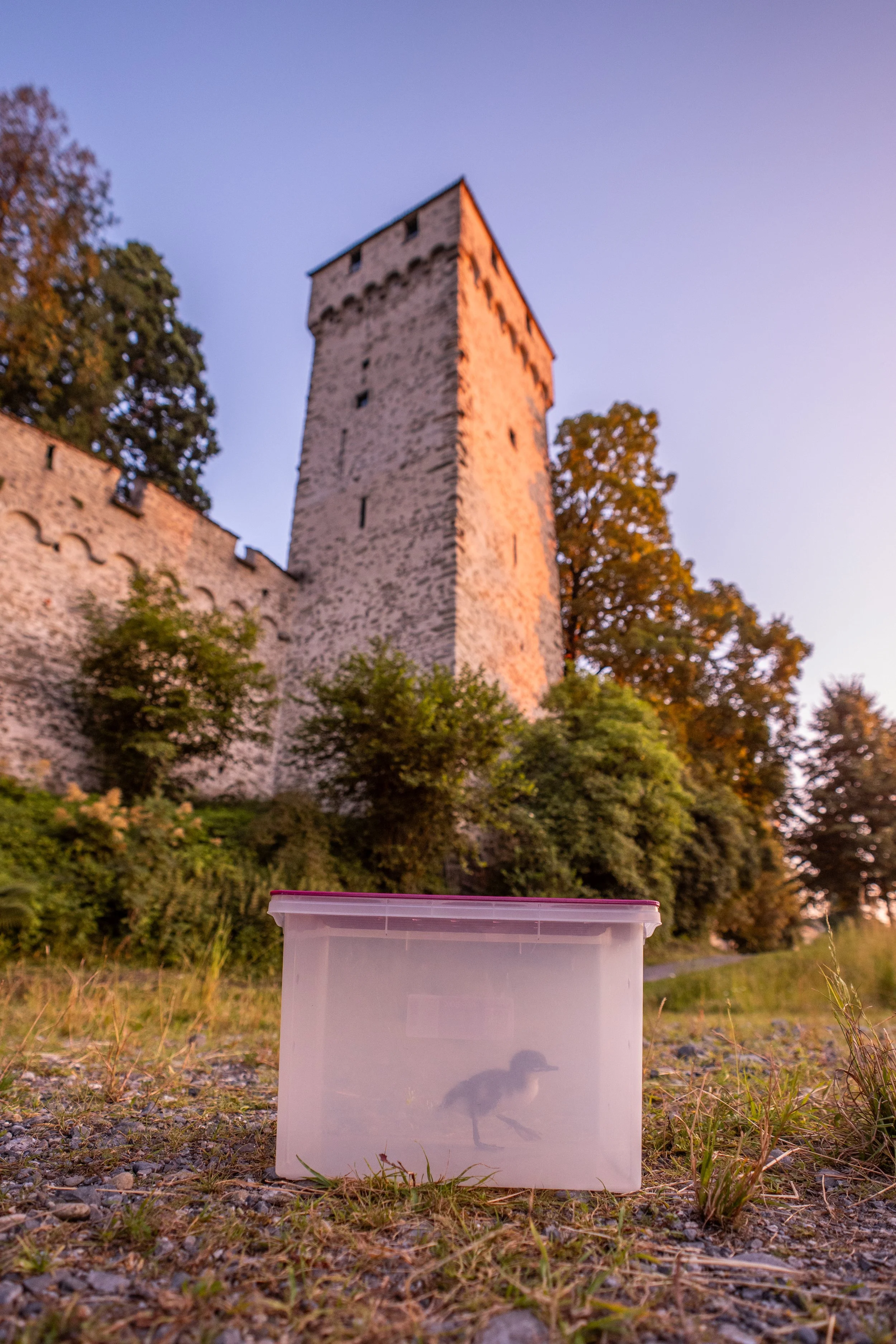 Ein kleines Entenküken in einer durchsichtigen Plastikbox im Freien mit einer mittelalterlichen Burgruine im Hintergrund bei Sonnenuntergang.