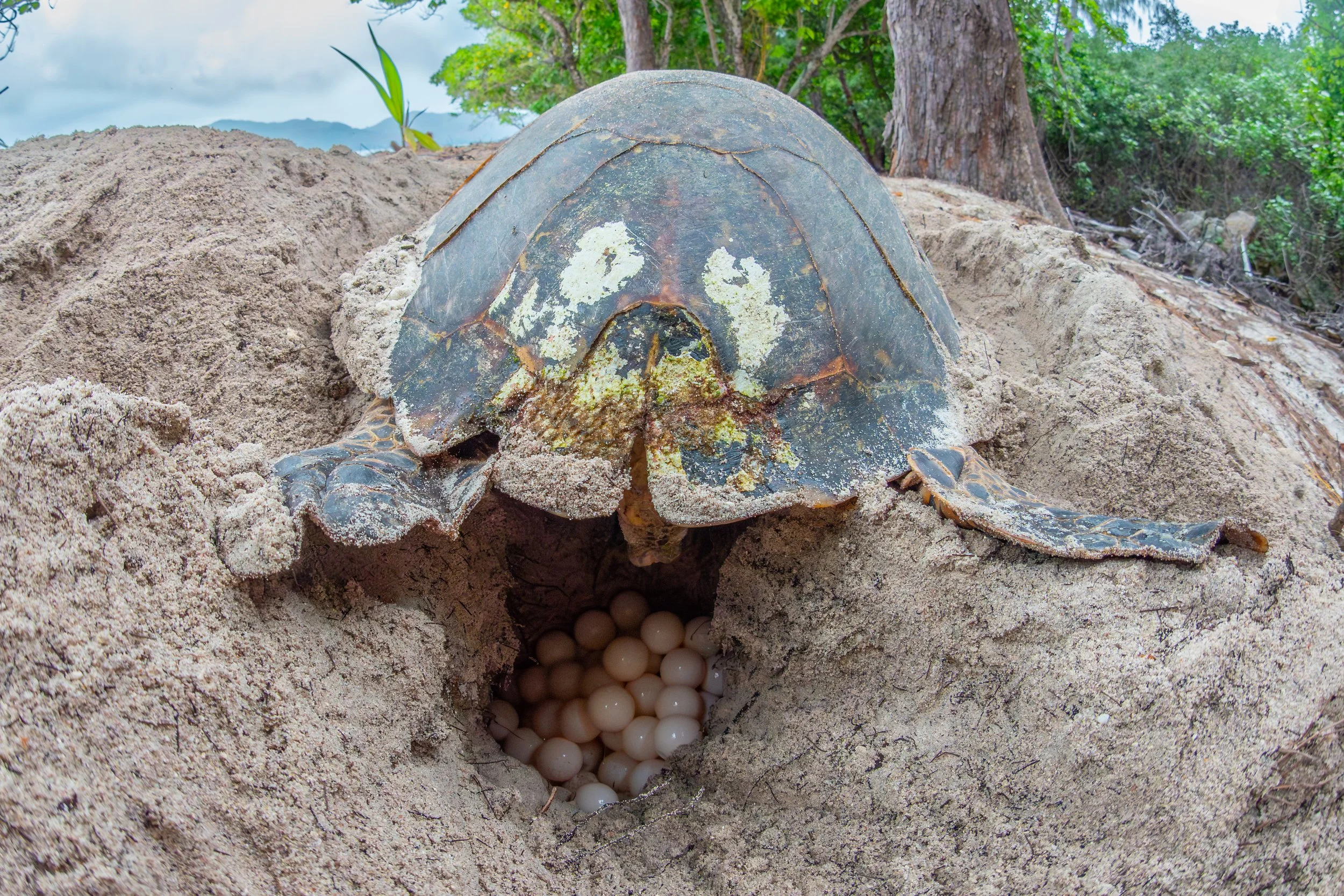 Eine Schildkröte mit einem sandbedeckten, abgenutzten Panzer, die Eier in einem Loch im Boden legt, im Hintergrund Bäume und ein Himmel mit Wolken.