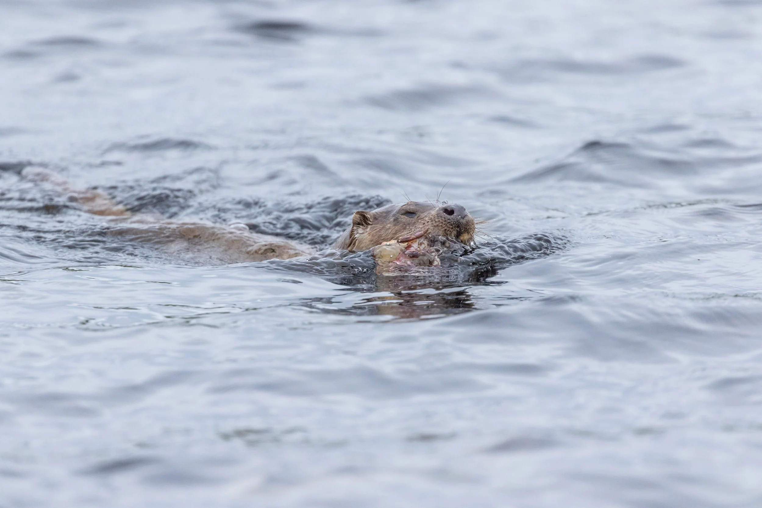 Ein Otter schwimmt im Wasser mit einem Fisch im Maul.