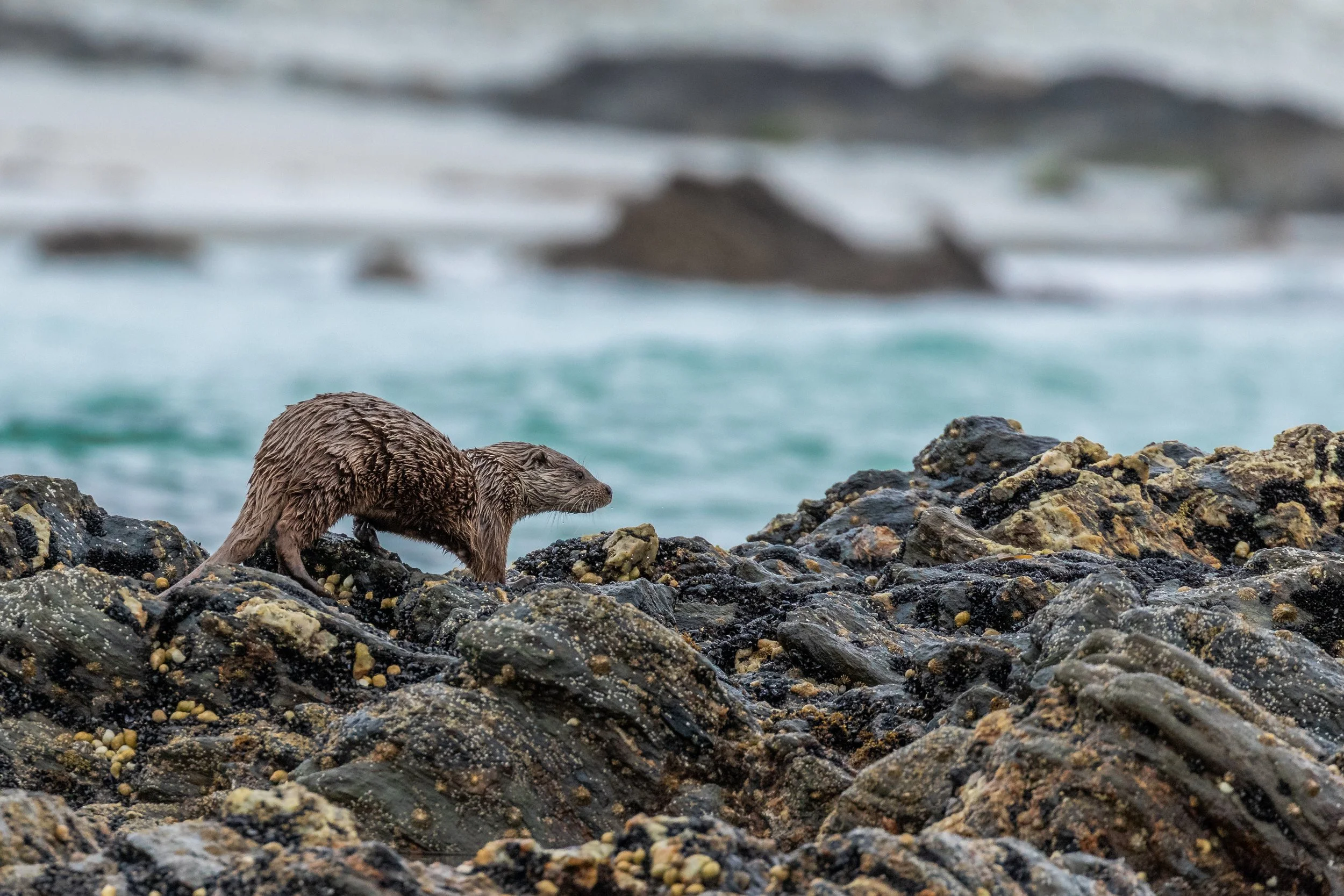 Otter auf felsiger Küste mit Meer im Hintergrund.