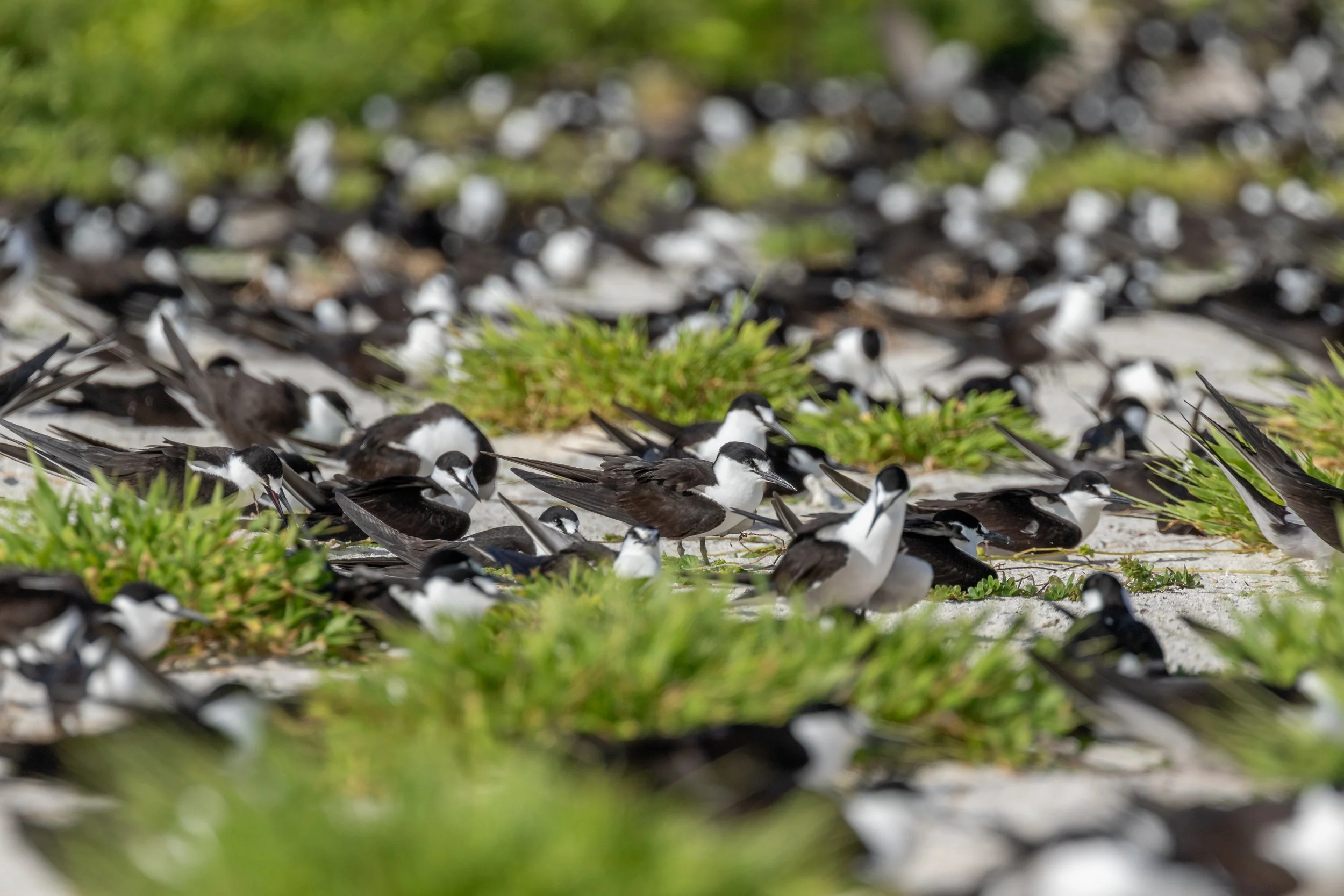 Viele schwarze und weiße Vögel, wahrscheinlich Austernfischer, auf einer sandigen Fläche mit grünen Pflanzen