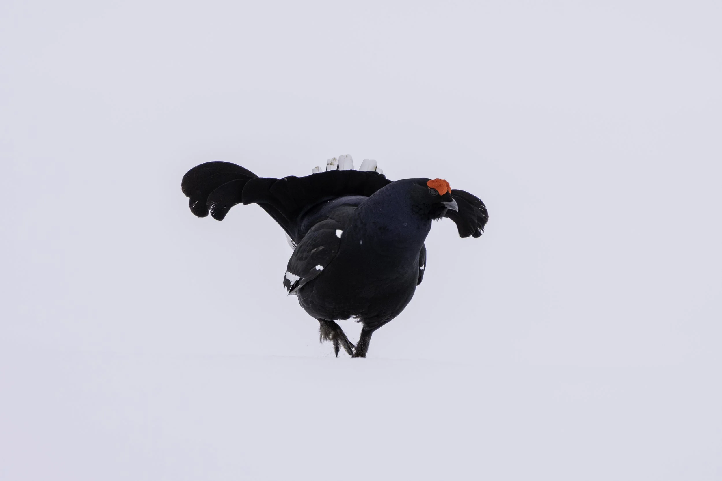 Ein Birkhuhn auf weißem Schnee