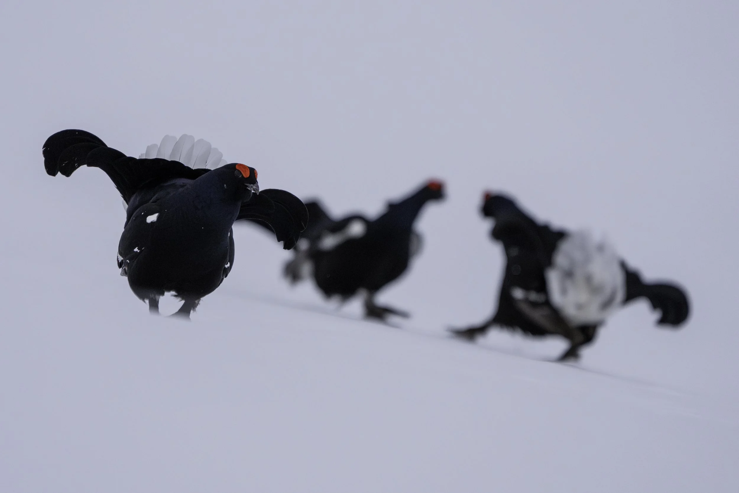 Drei Birkhühner mit roten Schnäbeln auf Schnee, detailreiche Aufnahme eines einzelnen Krähen im Vordergrund, unscharfe Krähen im Hintergrund, winterliche Umgebung, kühle Farbpalette.