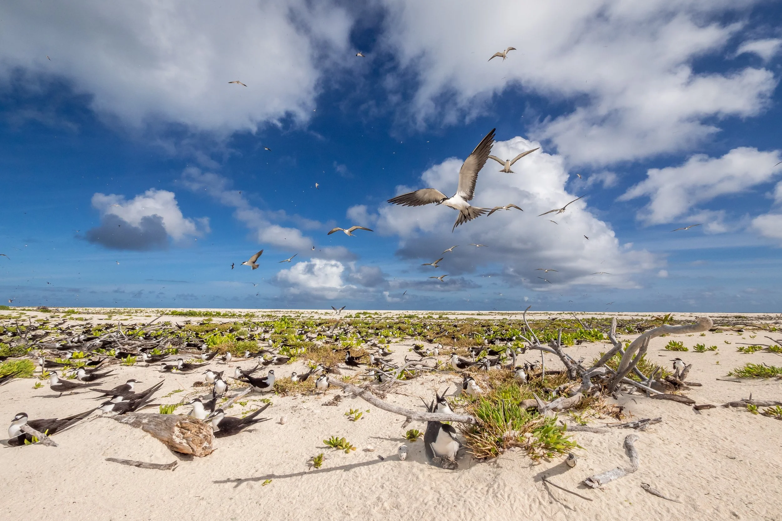 Vogelstrand mit vielen fliegenden und sitzenden Möwen auf einem Sandstrand vor einem blauen Himmel mit Wolken.
