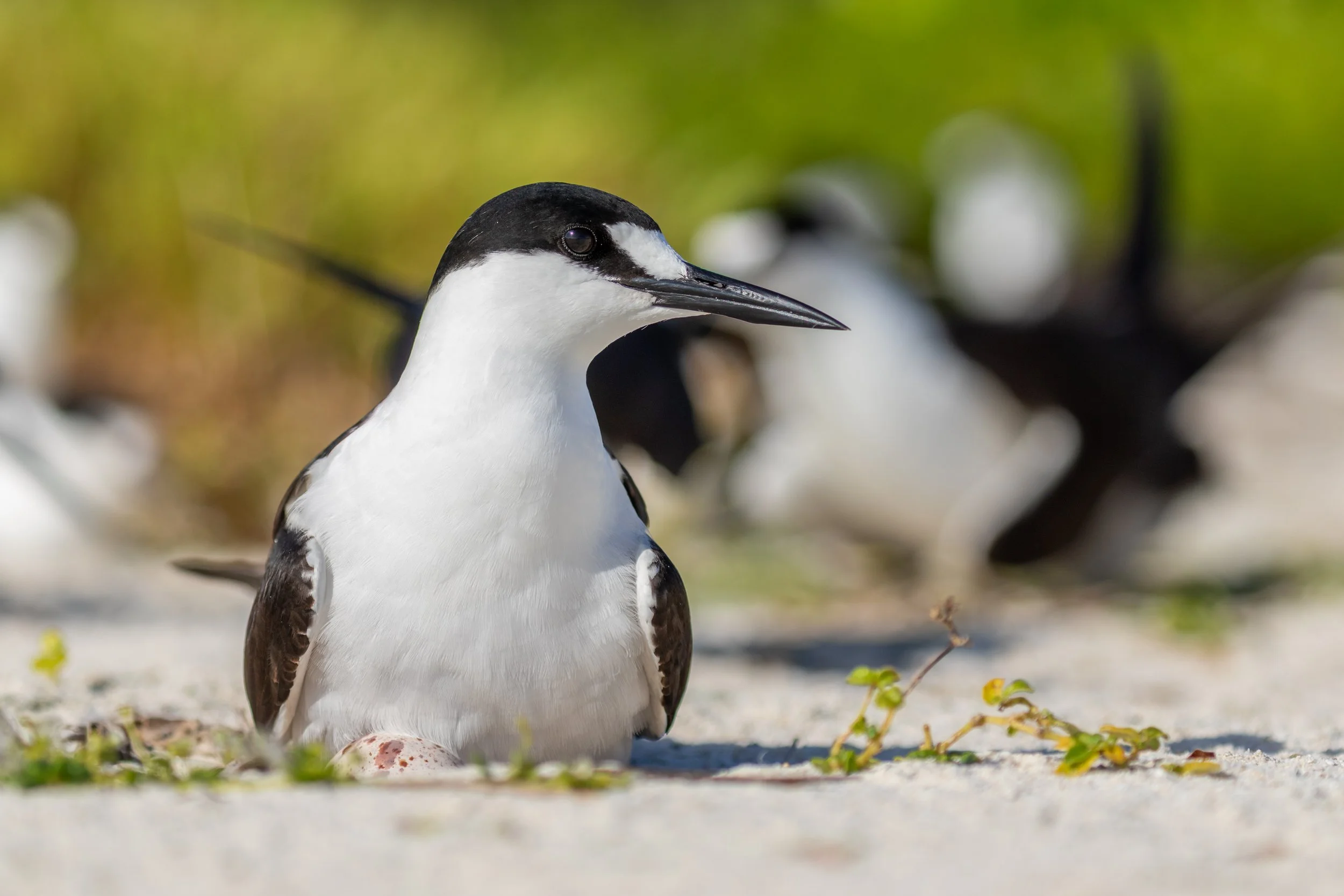 Ein Junghammer im Pinguin-Nistkasten auf dem Boden, im Hintergrund andere Pinguine in einer Naturlandschaft.