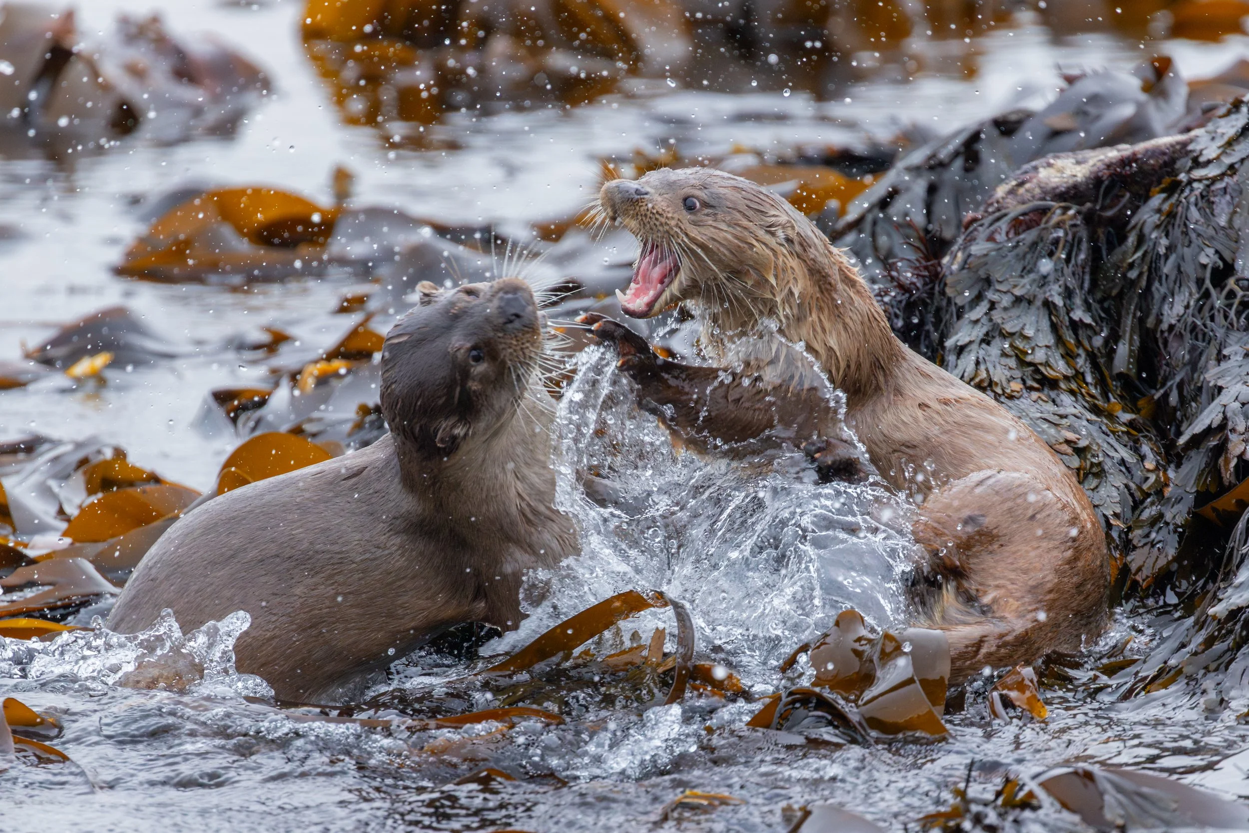 Zwei Otter kämpfen im Wasser, umgeben von Seealgen, mit Wasser spritzend und hervorstechenden Gesichtsausdrücken.