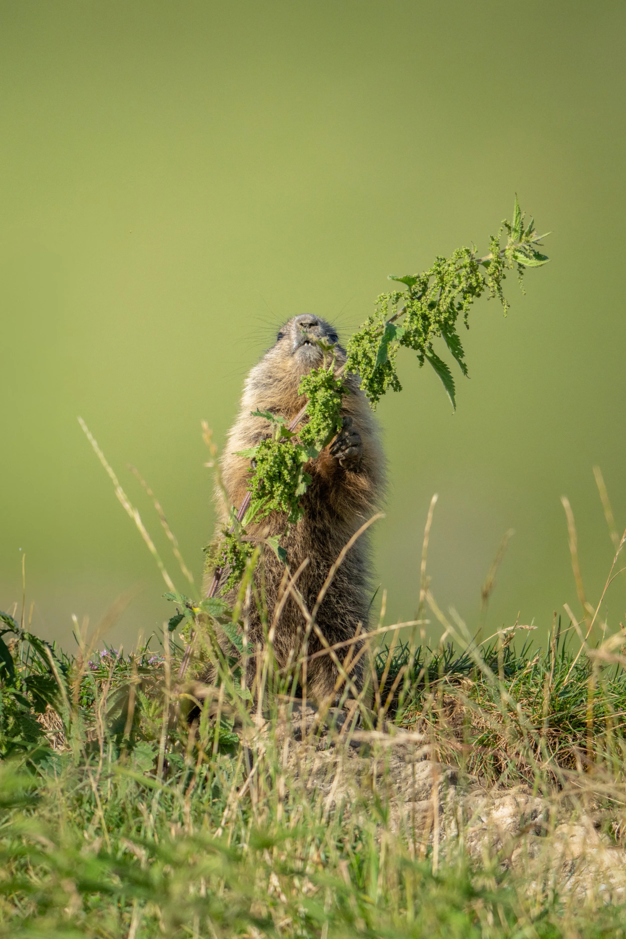 ein Murmeltier hält ein grünes Pflanzenstück mit seinen Vorderpfoten aufgerichtet, im Freien auf einer Wiese mit hohem Gras und Pflanzen