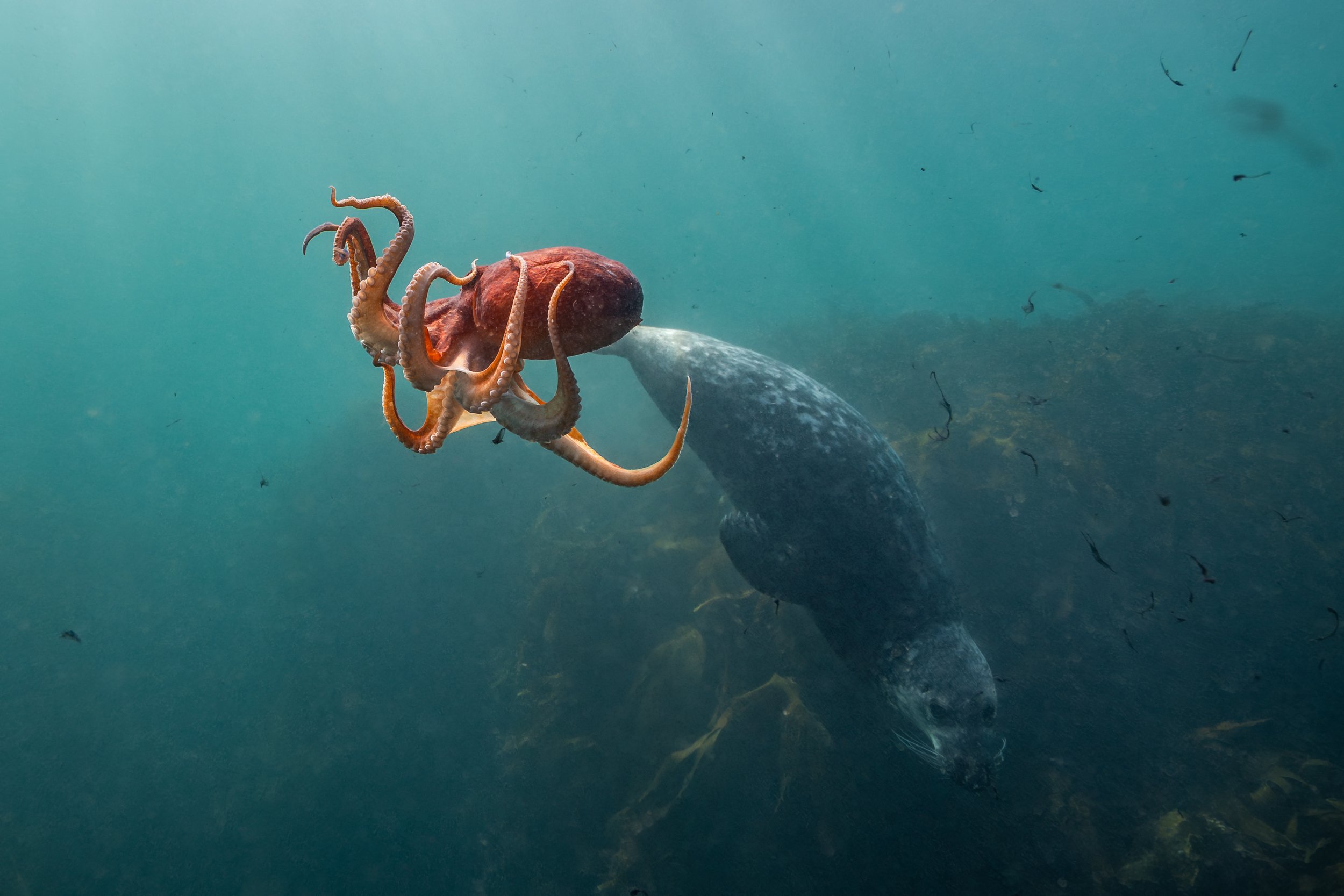 Ein Kraken ist auf einem Hai im Meer. Der Kraken hält an seinem Tentakeln fest, während der Hai nach unten schwimmt.