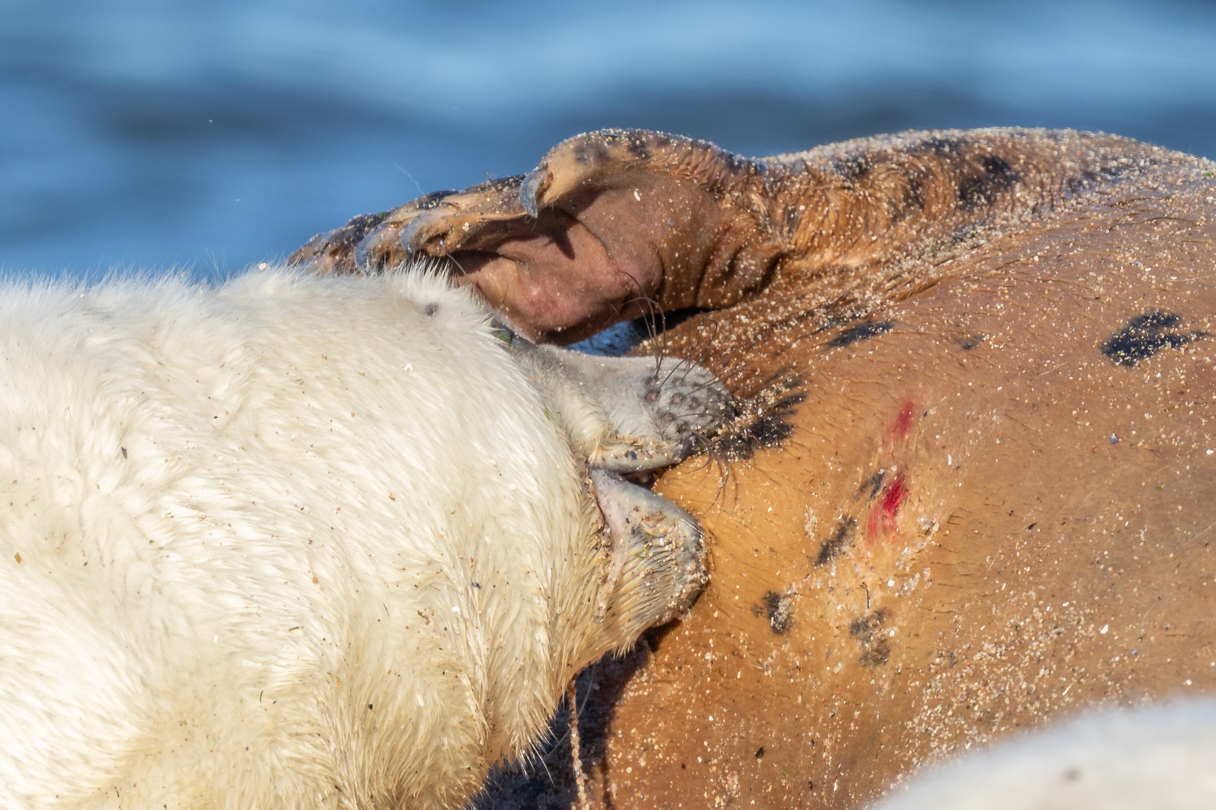 Zwei Polarfüchse beim Sonnenbaden auf einer Eisscholle im Meer.