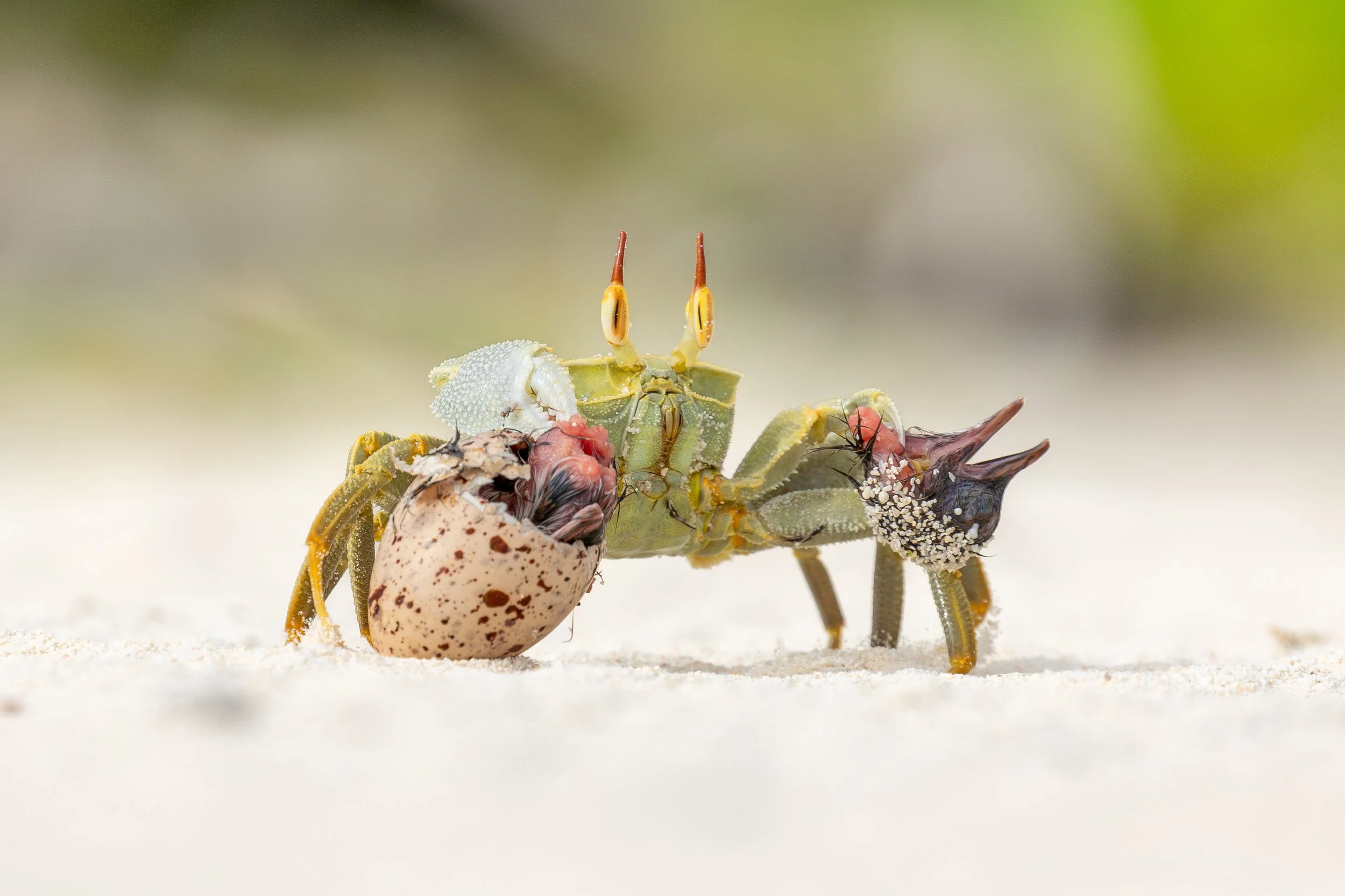 Eine kleine grüne Krabbe mit einer Eierschale auf dem Rücken, die eine tote schwarze Krabbe trägt, auf weißem Sand mit grünem unscharfen Hintergrund.
