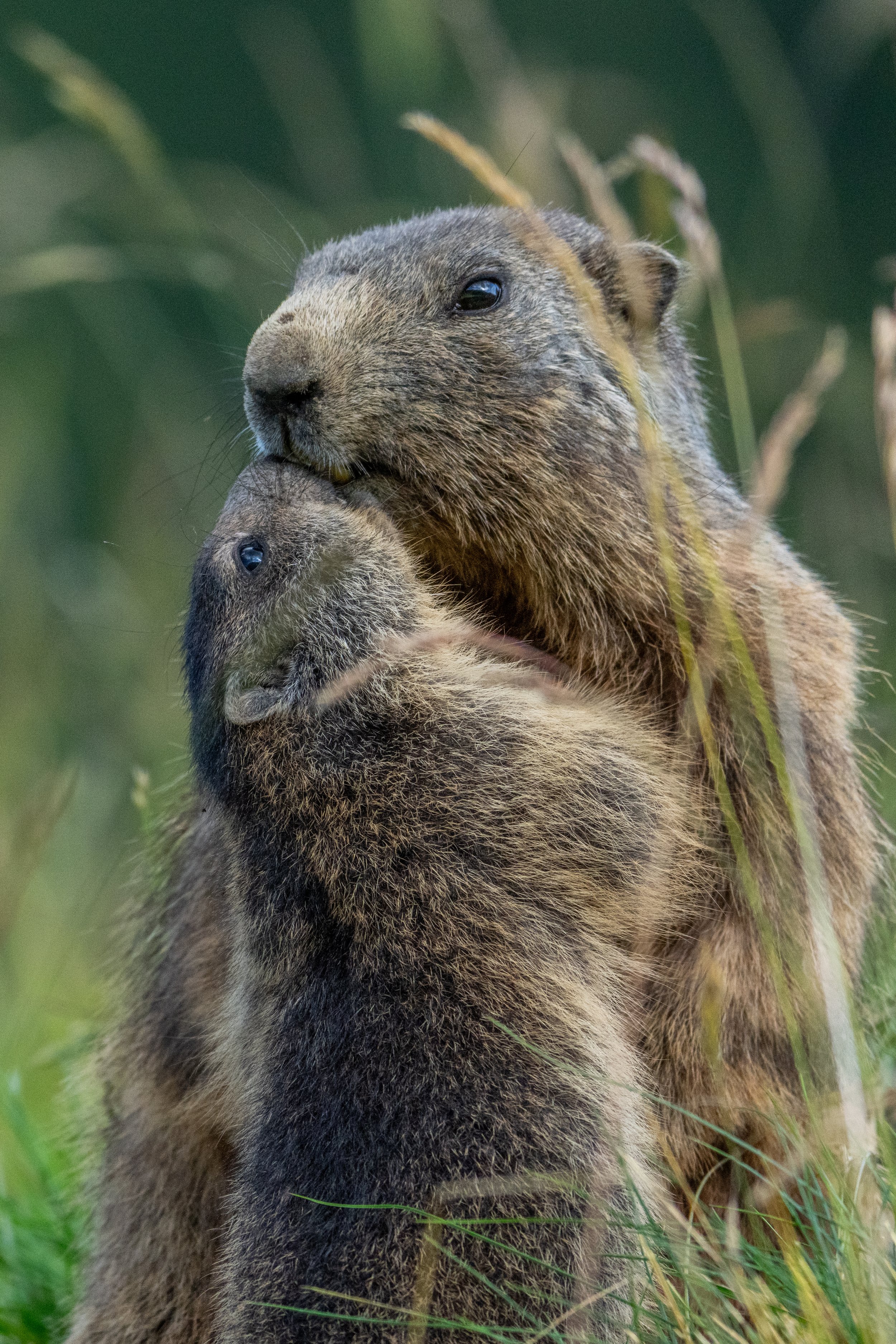 Zwei Murmeltiere in grasigem Umfeld, eines putzt das andere.