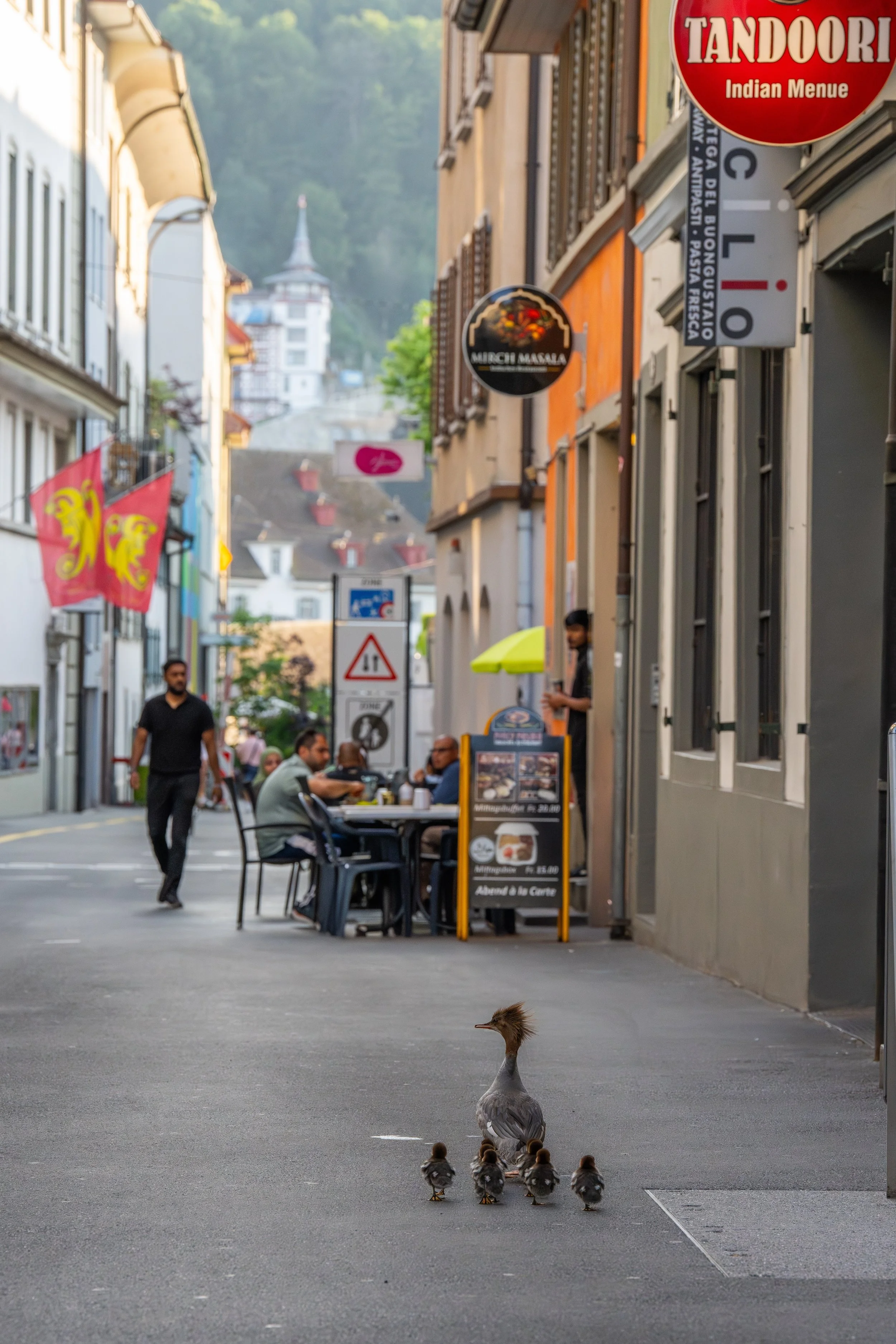 Eine Elster mit ihren Küken auf einer Stadtstraße, im Hintergrund sind Geschäfte und Menschen beim Essen, mit Hügeln und Gebäuden im Stadthintergrund.