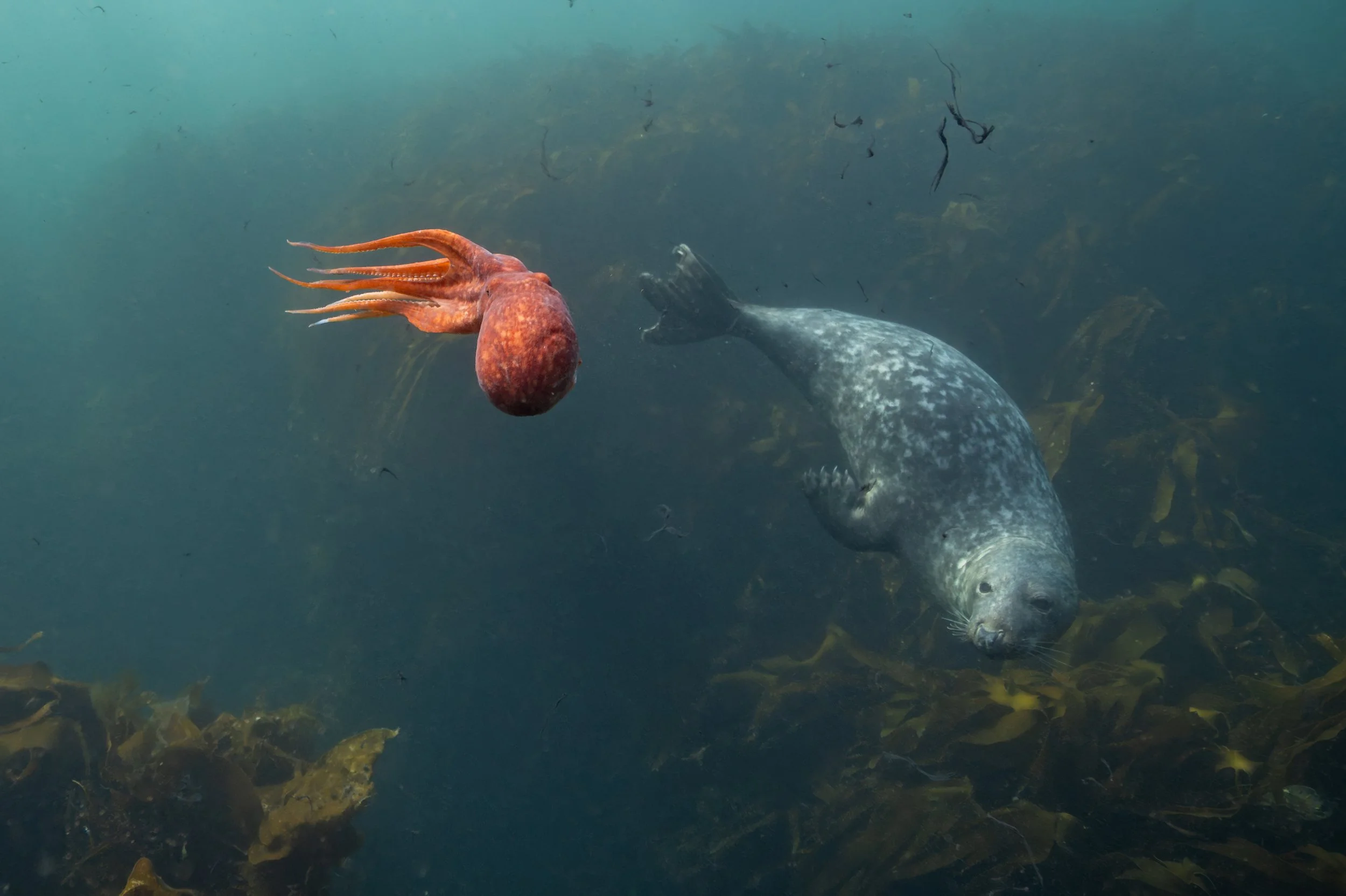 Ein Tintenfisch schwimmt in einem Unterwassergebiet auf der linken Seite, während ein Seehund auf der rechten Seite im Wasser liegt, umgeben von Seetang.
