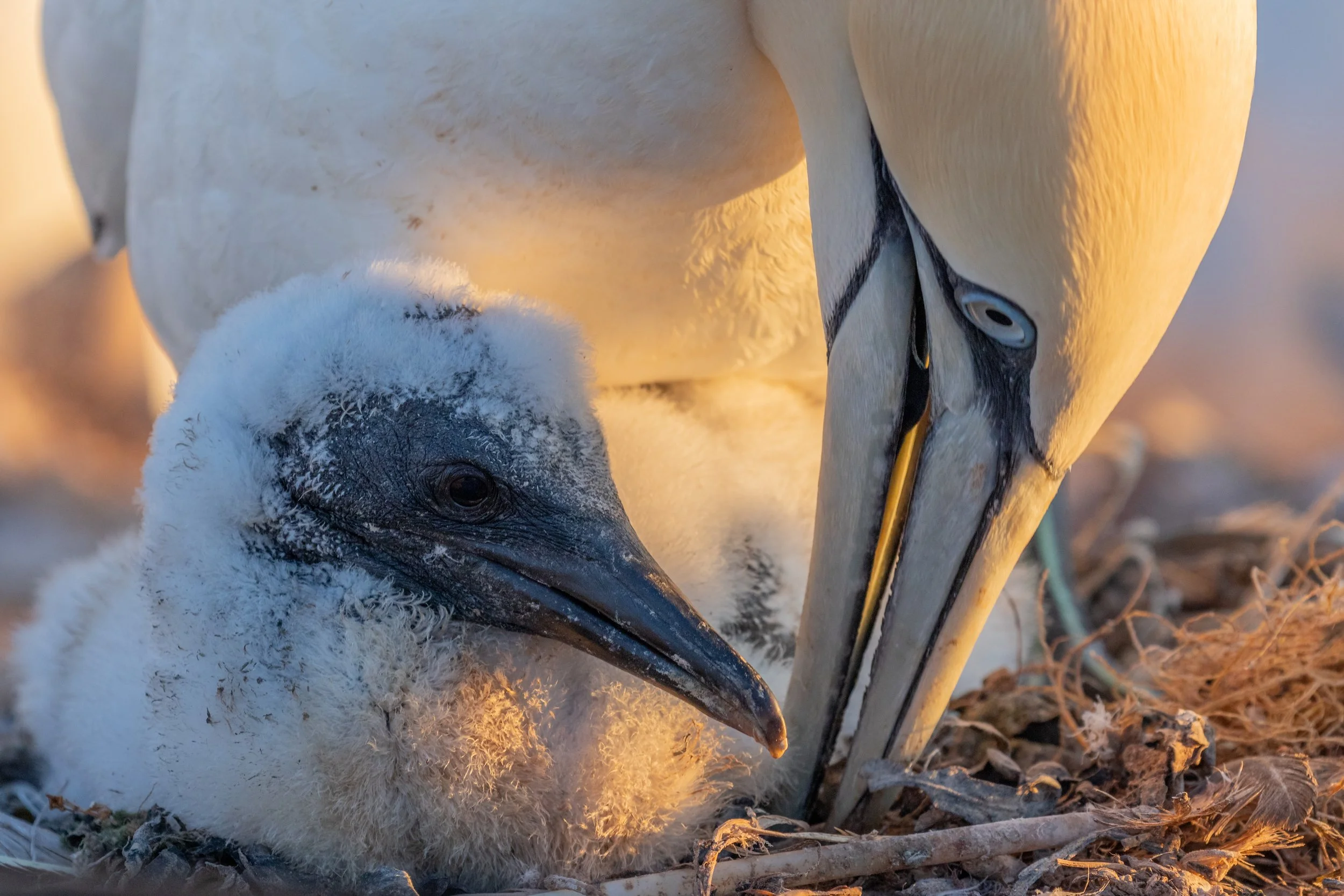 Ein kahler Jungvogel mit geschlüpftem Gefieder liegt neben einer adulten großen weißen Vogelart, vermutlich einer Storch, auf einem Nest aus Zweigen und Laub.