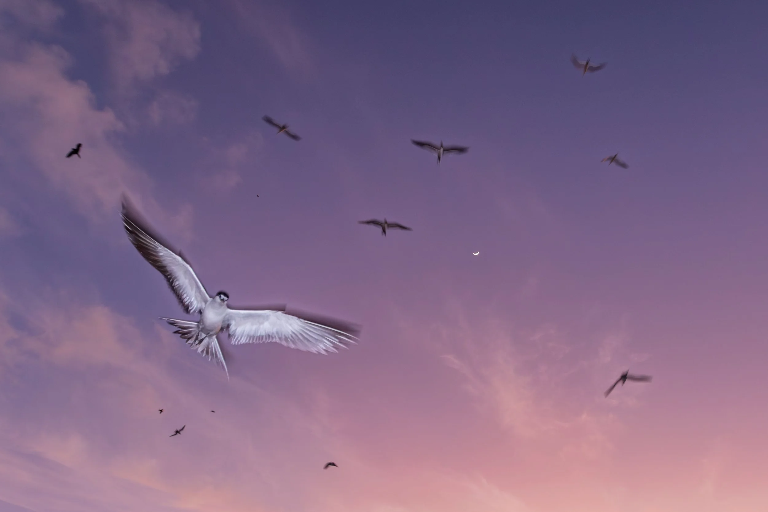 Vogel im Flug morgens bei Sonnenuntergang mit voller Mondsichel am Himmel, einige Wolken und weitere Vögel sichtbar.