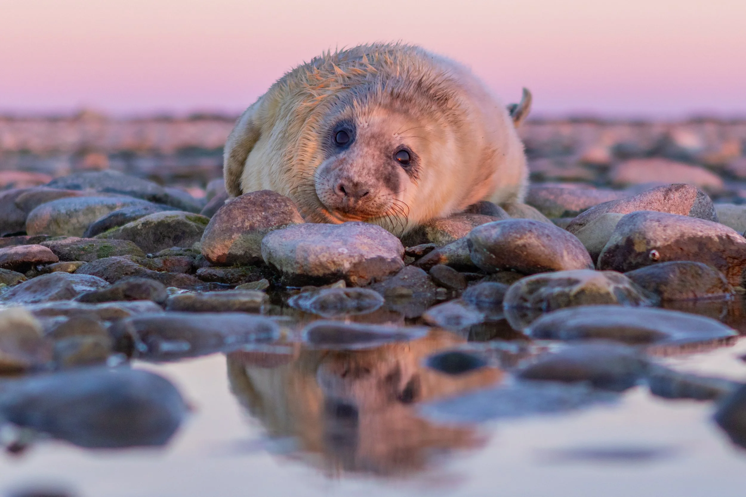 Ein Seehund liegt auf einer steinigen Küste bei Sonnenuntergang, mit Reflexion im Wasser.