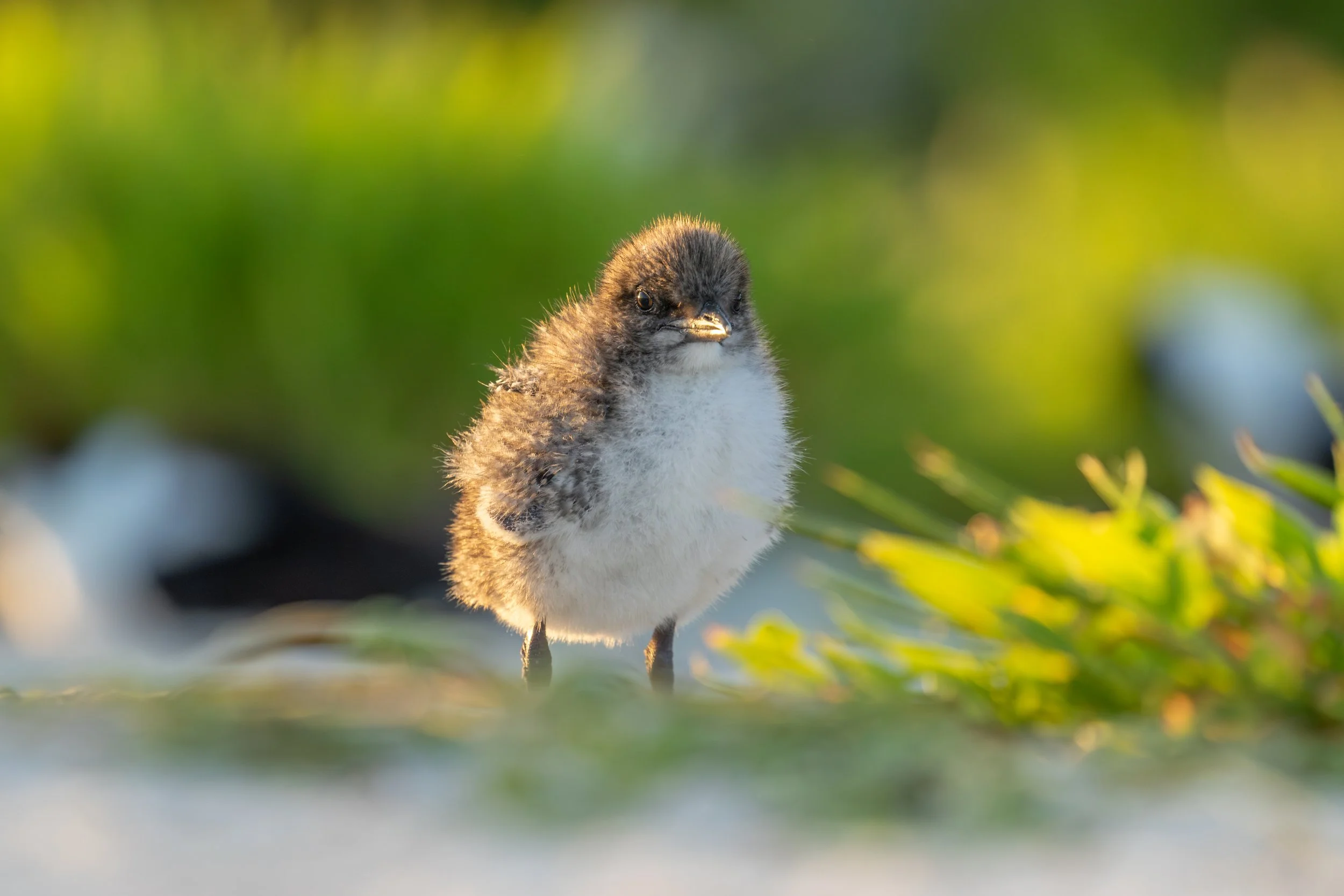 Kleines, flauschiges Küken auf grünem Hintergrund bei Sonnenlicht.