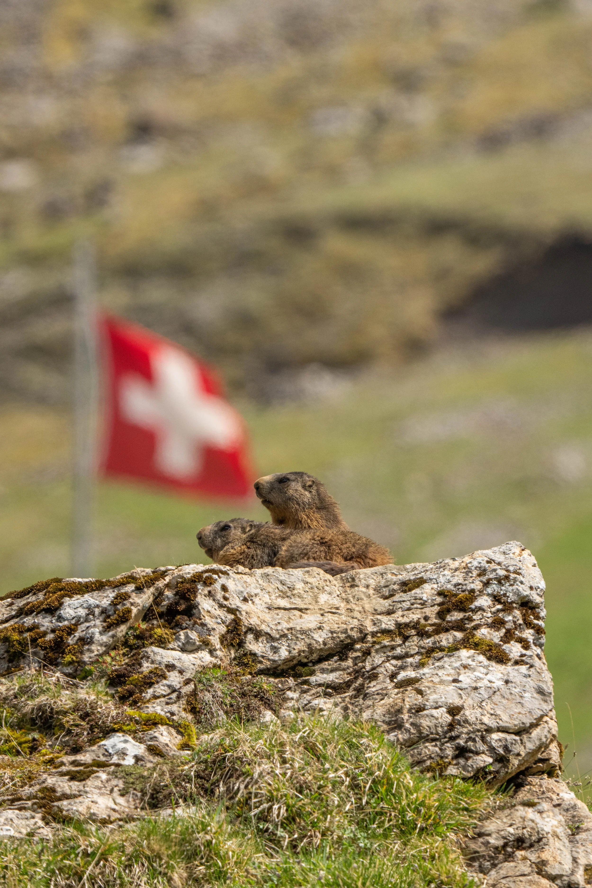 Zwei Marmotter liegen auf einem Felsen, mit einer schweizer Flagge im Hintergrund.