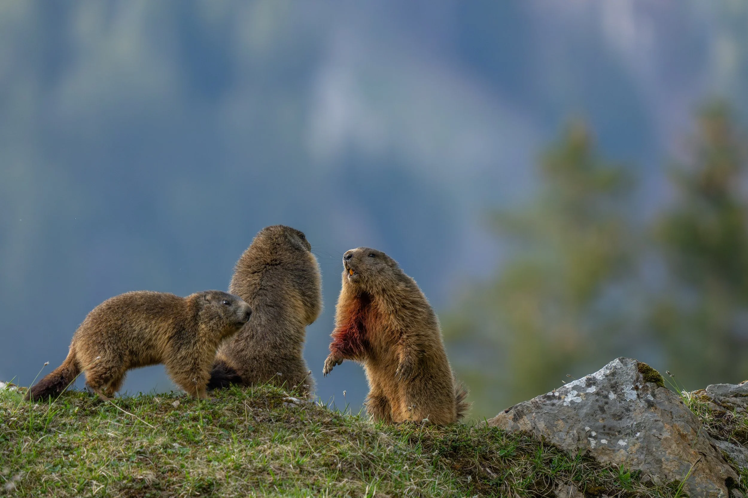 Vier marmotartige Tiere auf einer Wiese mit einem Felsen, im Hintergrund nebliger Bergwald.