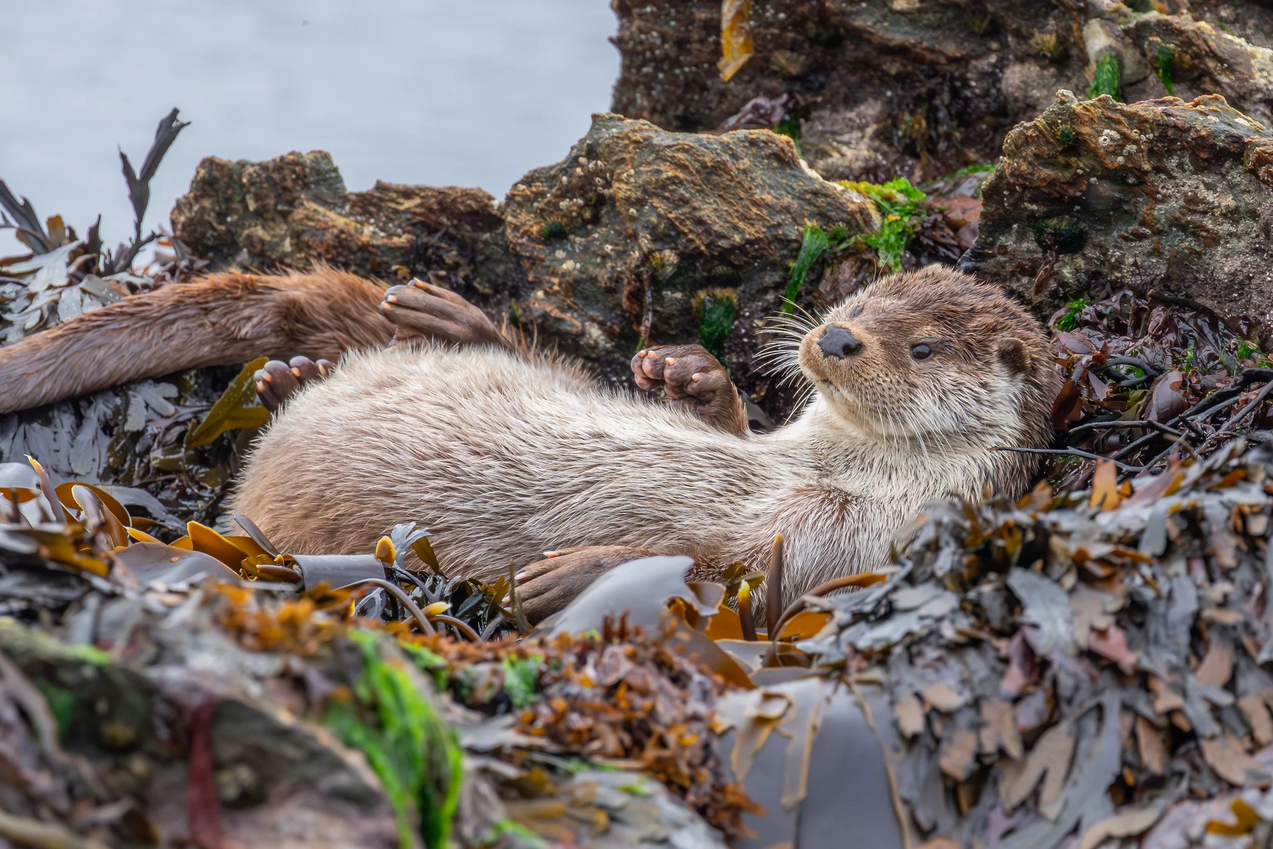 Ein otter liegt auf einem Felsen zwischen Algen und Steinen am Meer.