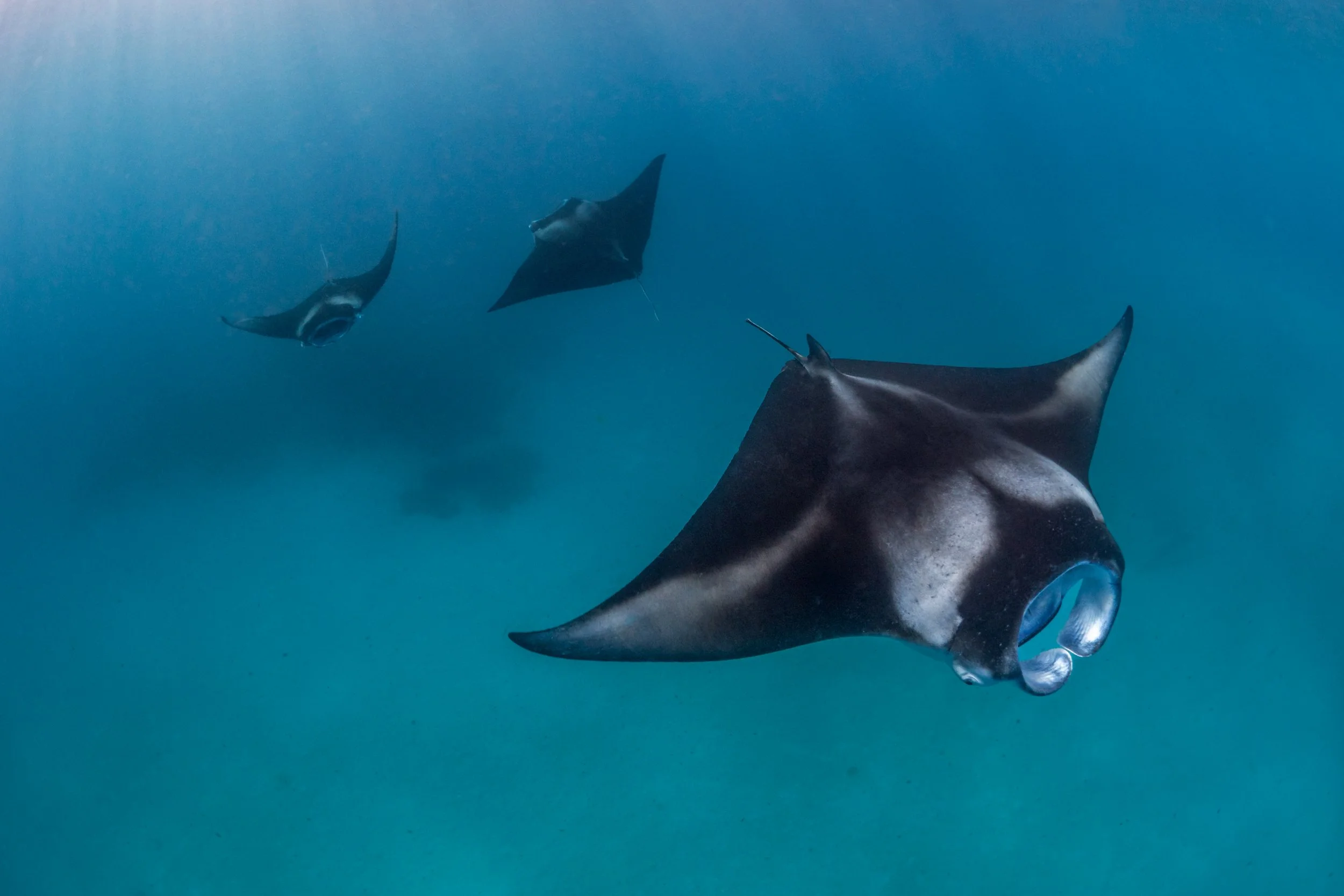 Drei Mantaschwänze schwimmen im blauen Meerwasser.