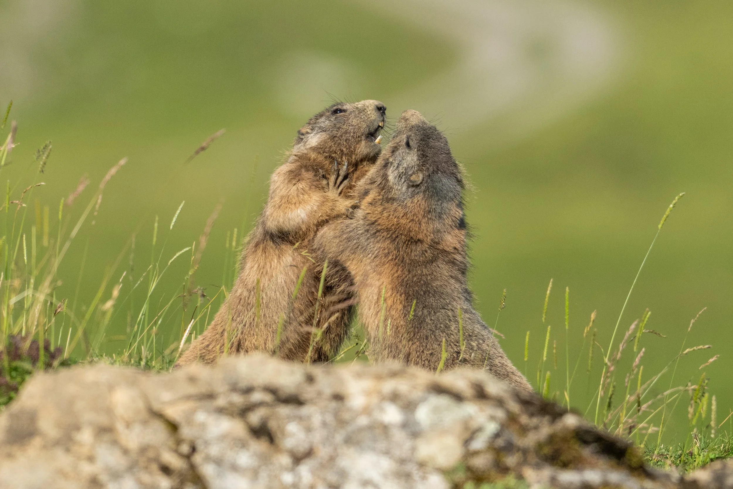 Zwei Tiere, wahrscheinlich Wühlmäuse, stehen sich gegenüber und scheinen sich zu bekämpfen oder zu balgen, auf einer Wiese mit Gras und einem Stein im Vordergrund.