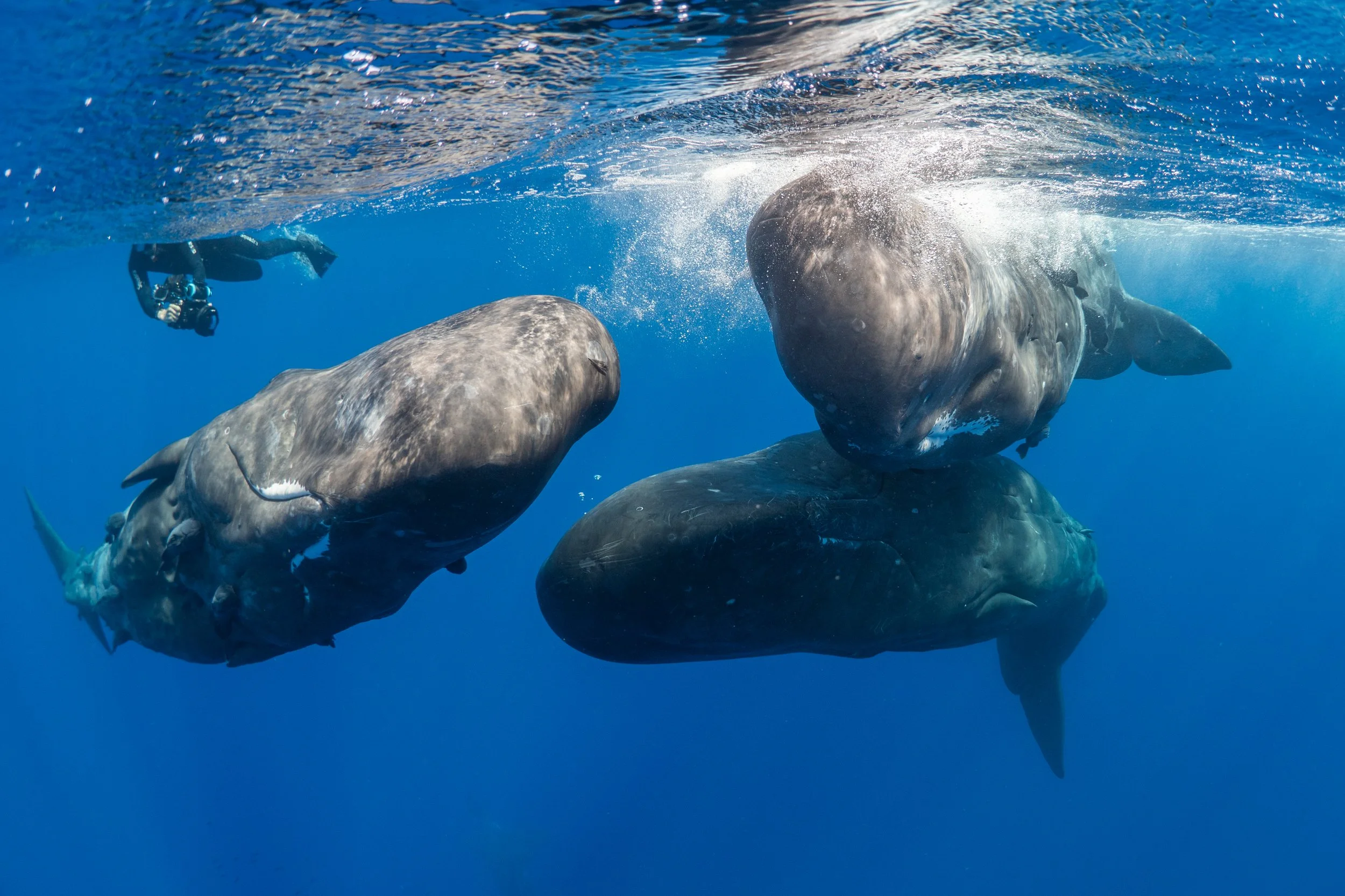 Ein Taucher fotografiert drei große Haie im blauen Meer.