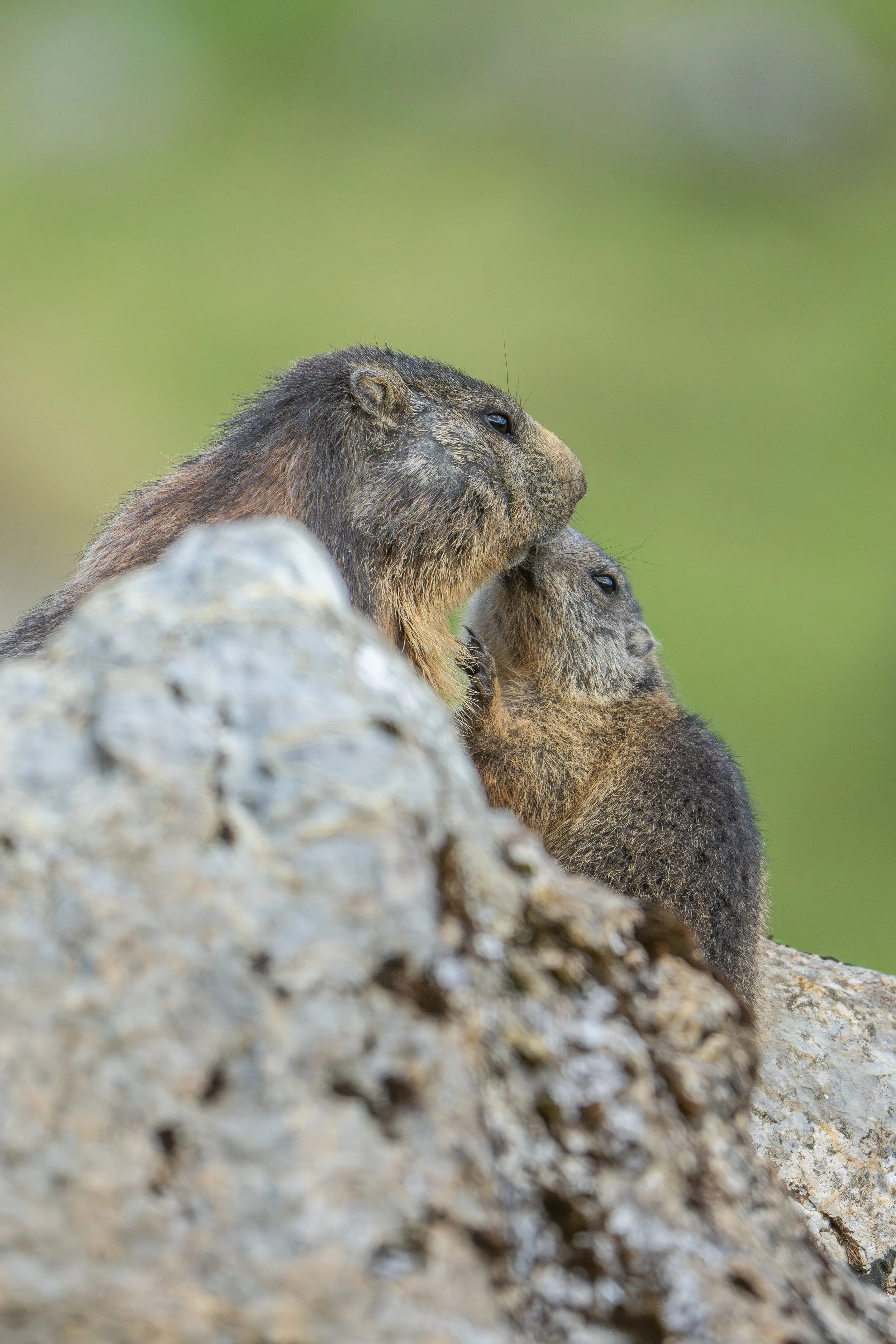 Zwei Wildtiere, vermutlich Marmots, sitzen auf einem Felsen, Blick in die Ferne, Naturhintergrund.