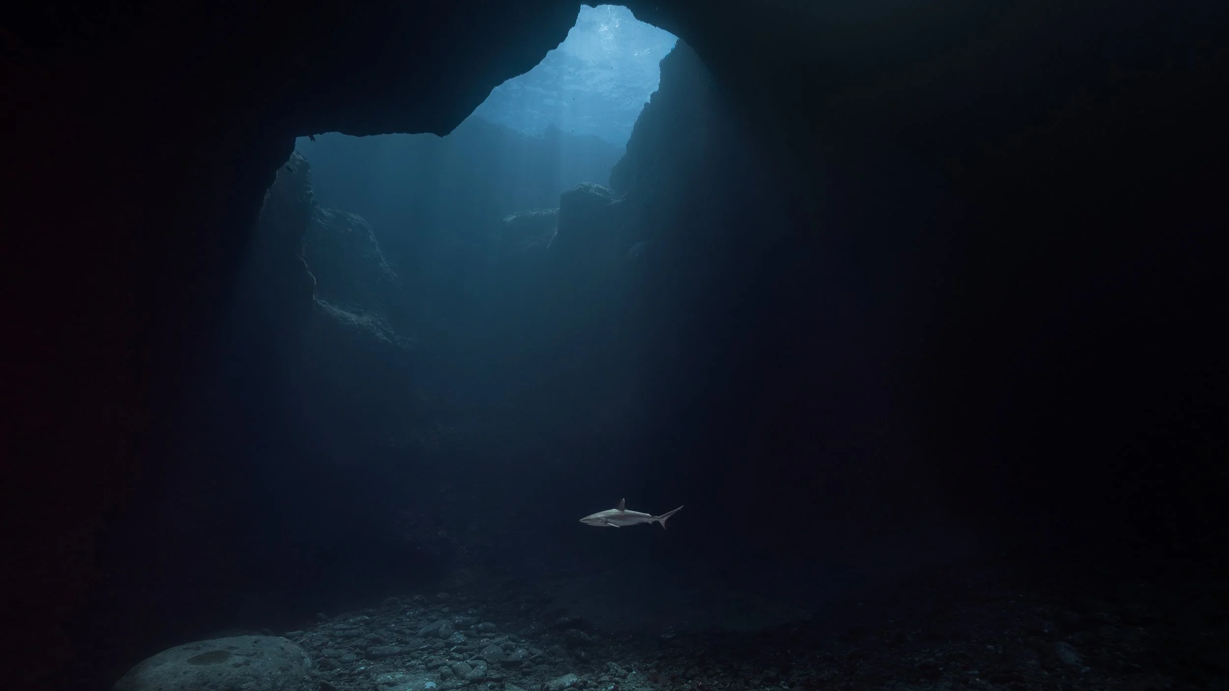 Ein Fisch schwimmt in einer dunklen Unterwasserhöhle, durch die Sonnenstrahlen in den Abgrund fallen.