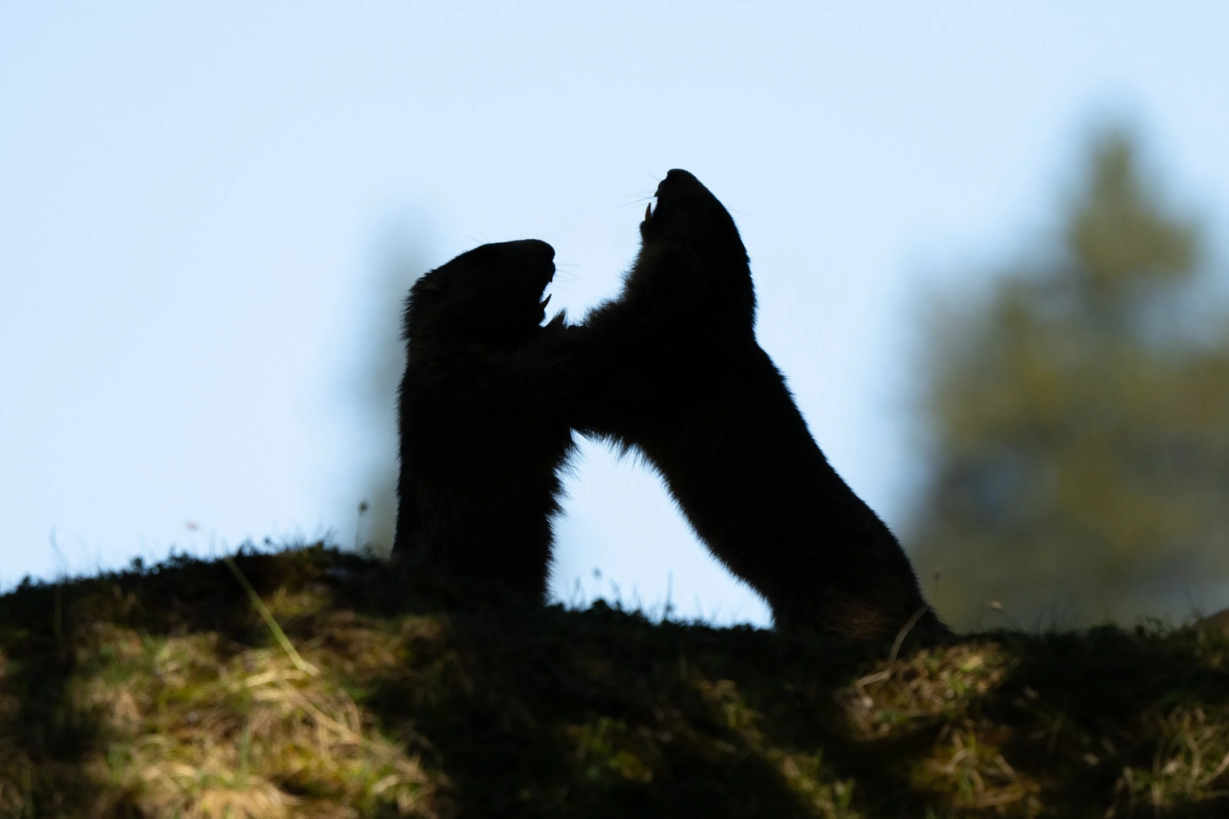 Zwei Bären auf einem Hügel, die sich gegenseitig mit erhobenem Maul gegenüberstehen, im Schatten, im Vordergrund die Gras- und Erdboden, im Hintergrund der Himmel.